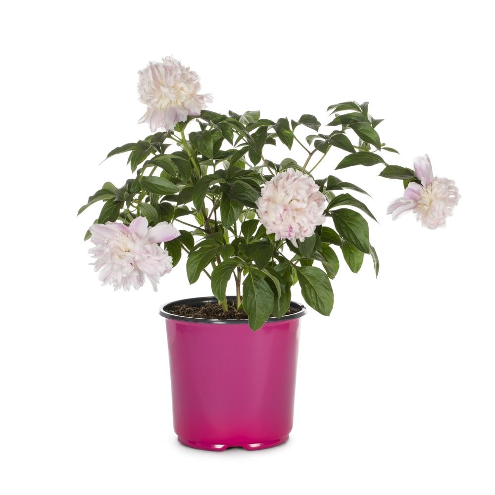 Lowe's Multicolor Peony Plant in 1.5-Gallon Pot in the Perennials ...