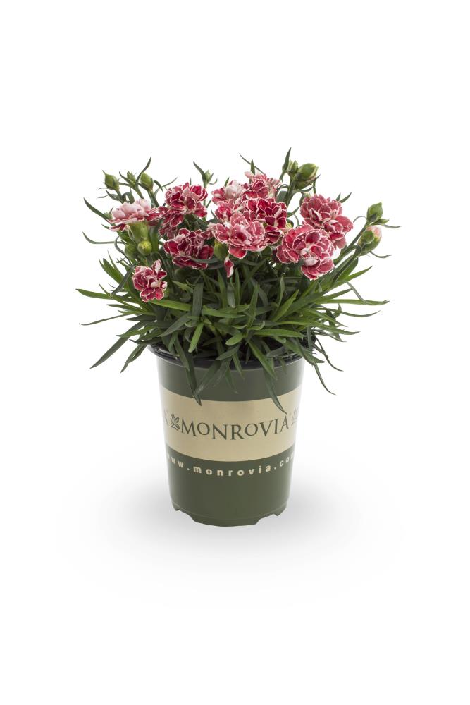Monrovia NURSERY perennials - View #8