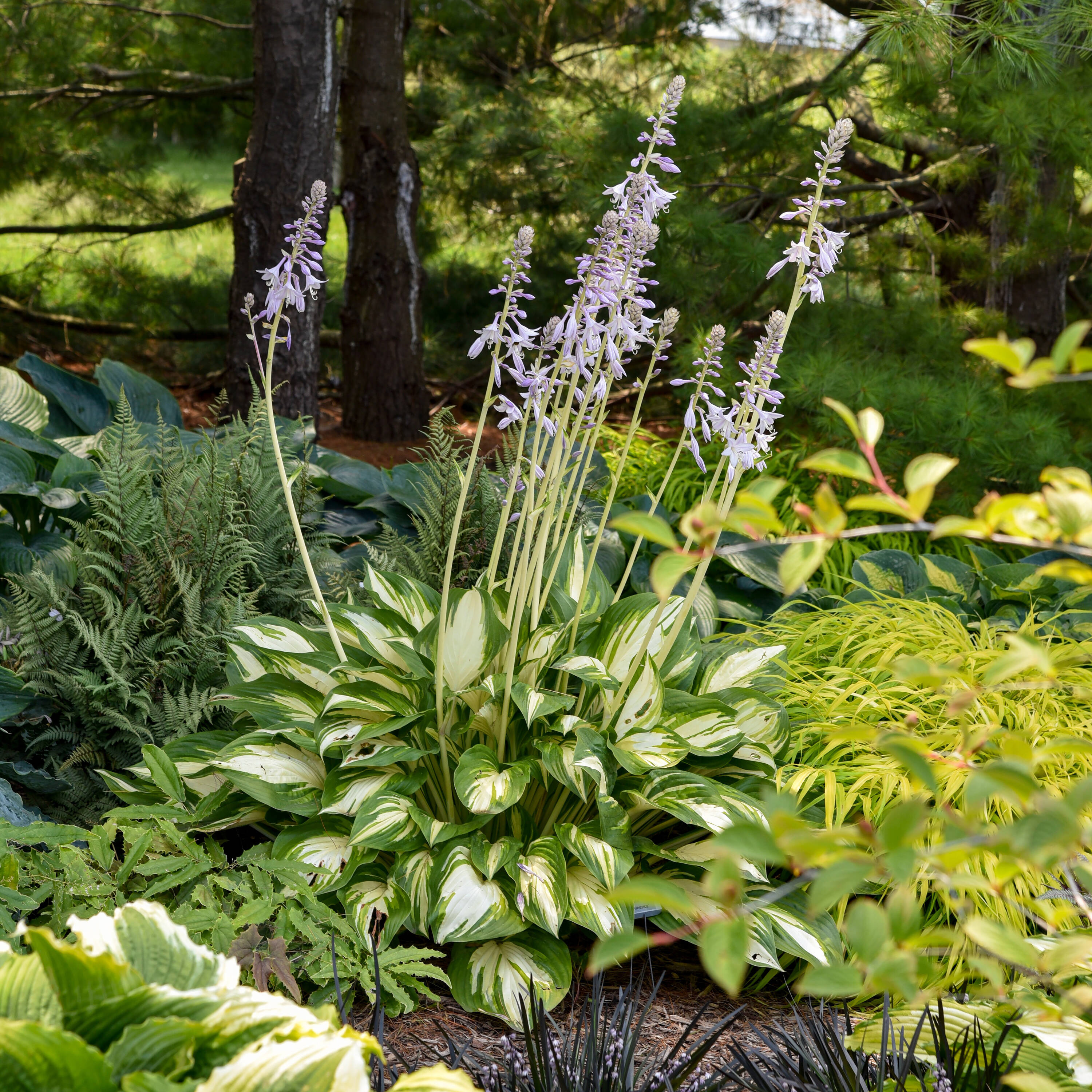Proven Winners HOSPWP2136102 perennials - View #4