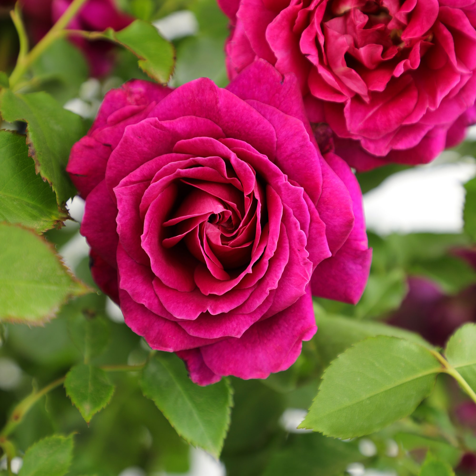 Altman Plants 0881519 roses - View #11