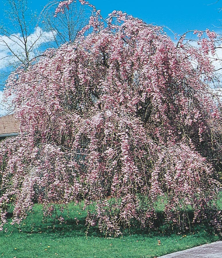 Lowe's NURSERY 1 Count Pink Feature Pink Weeping Cherry Bare root (with soil)