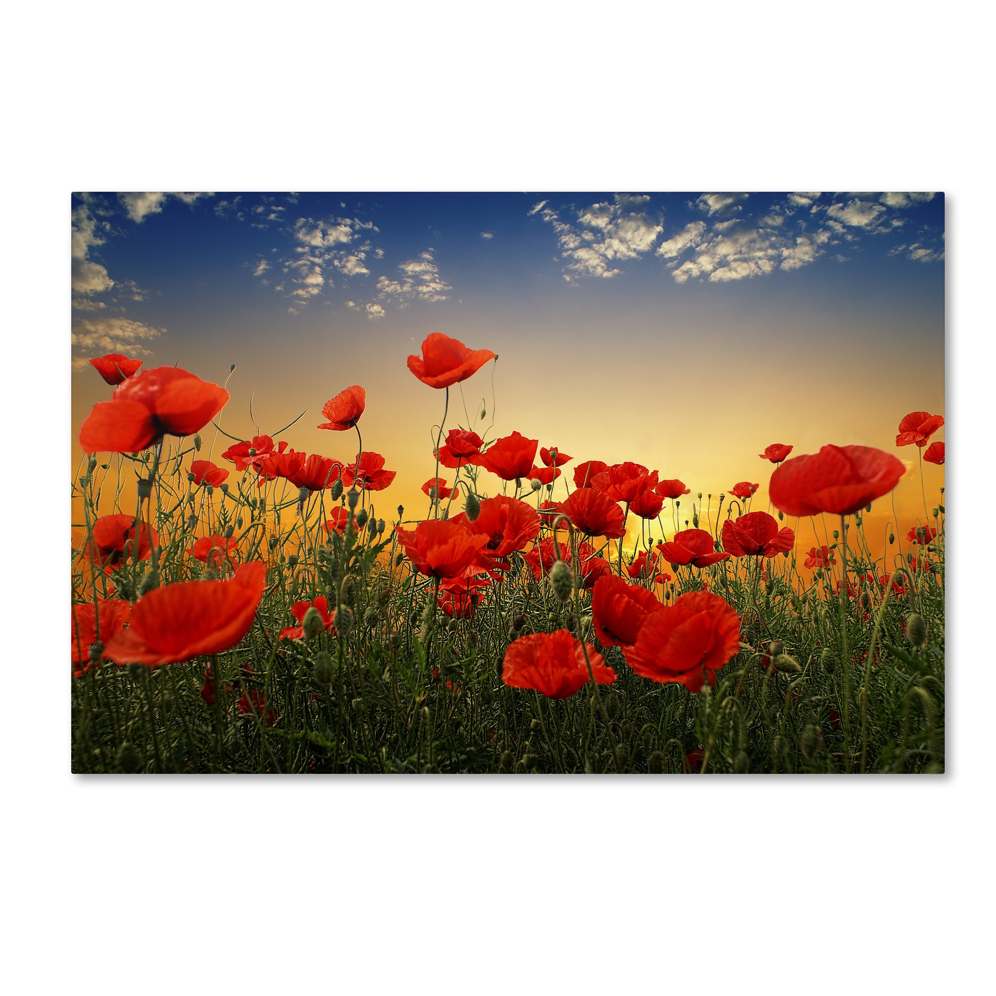 Trademark Fine Art 1X02014-C2232GG Wall-Art - View #2