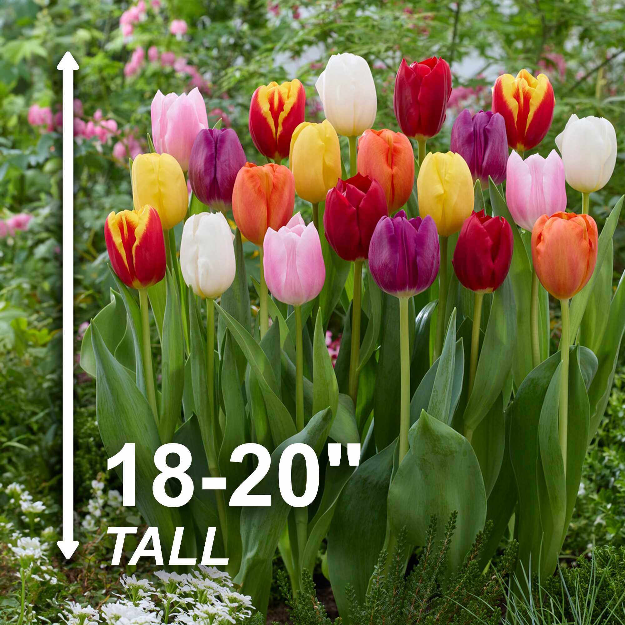 Garden State Bulb ECF-32-100-04 Plant-Bulbs - View #3