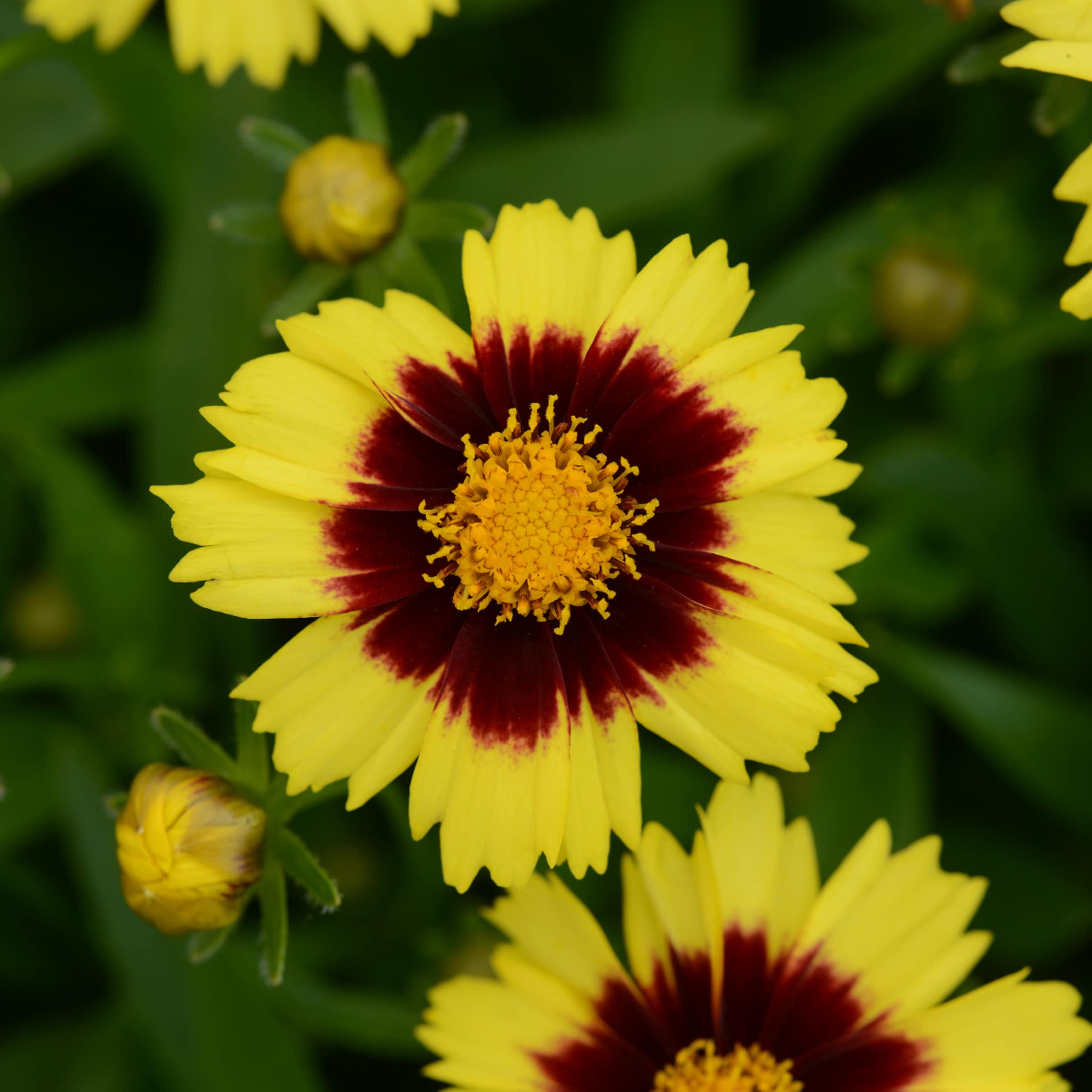 Monrovia NURSERY perennials - View #2