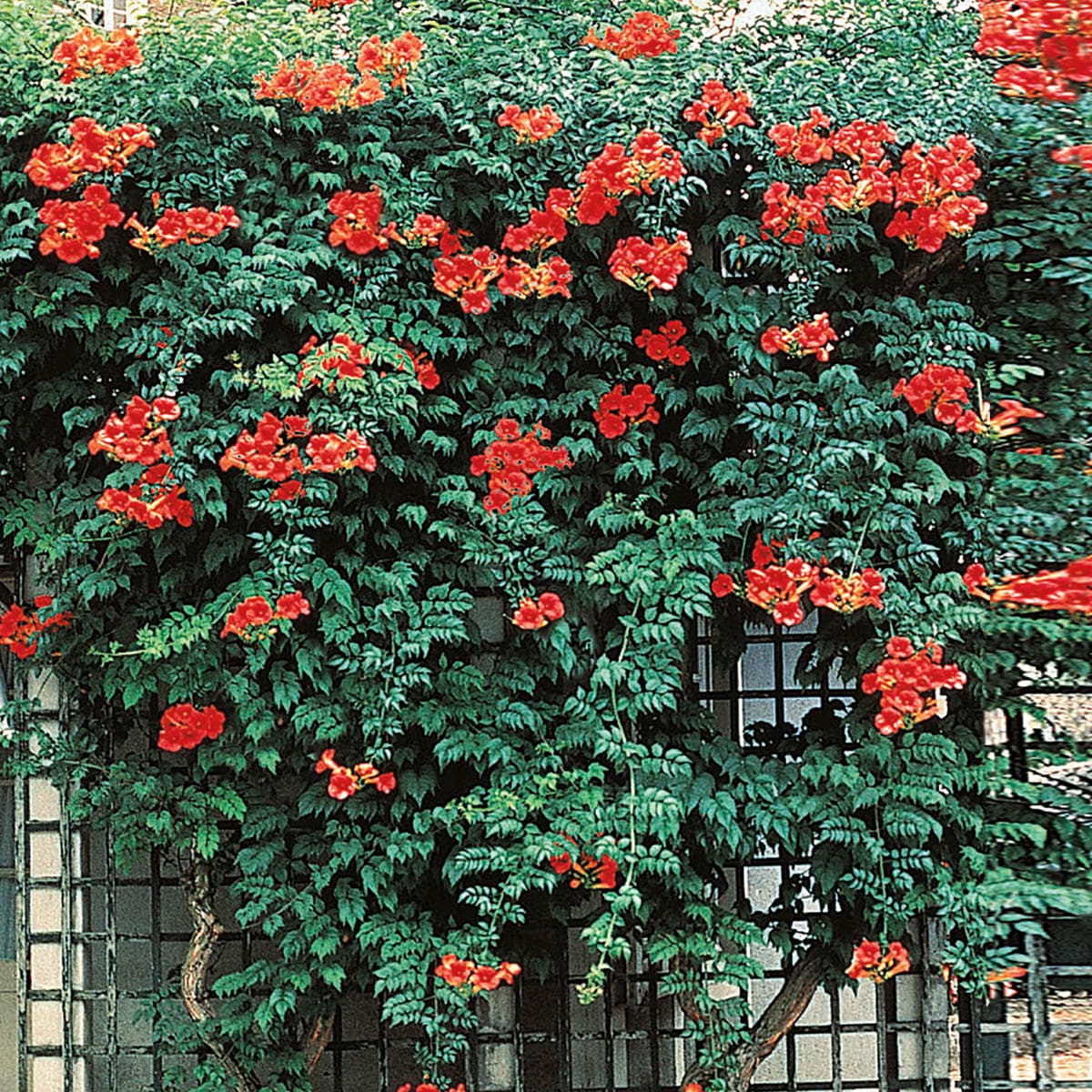 Vines Brand Spring Hill Nurseries