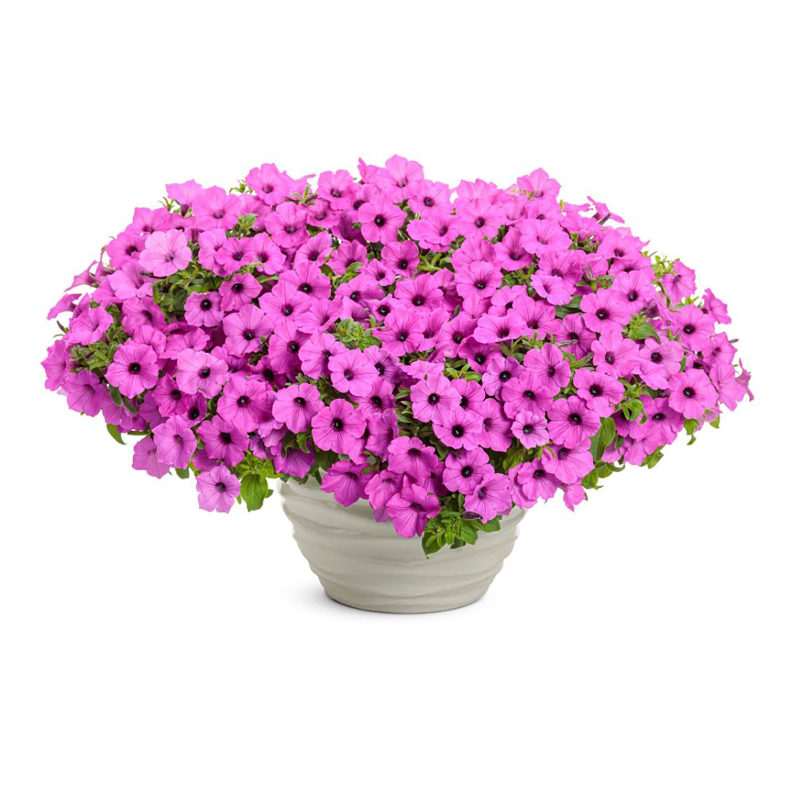 Proven Winners SUPPRW4067504 annuals - View #8