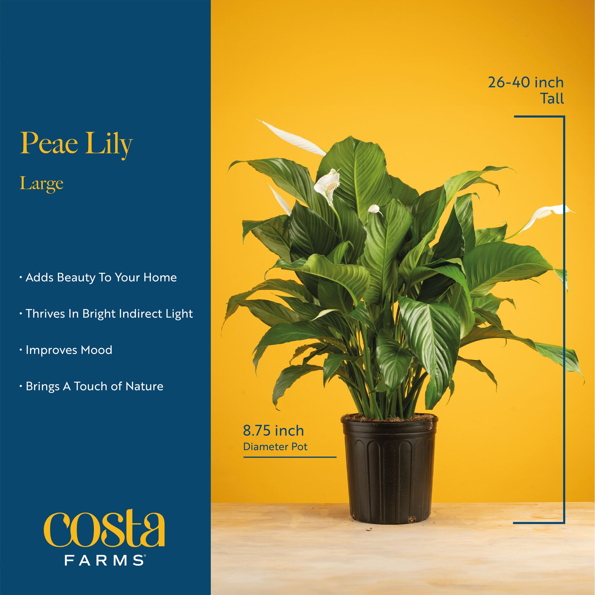 Costa Farms L-SPA-G-POT-01-LW hseplants - View #6