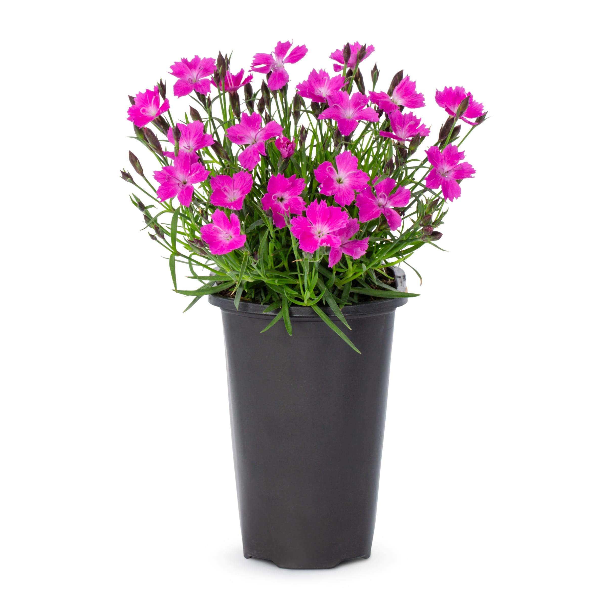 1.5 -Pint Pink Kahori Pink Dianthus 1 -Pack