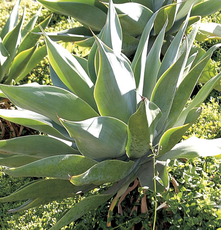 Lowe's NURSERY 1 -Pack Dragon Tree Agave in 3.5 -Gallon Pot