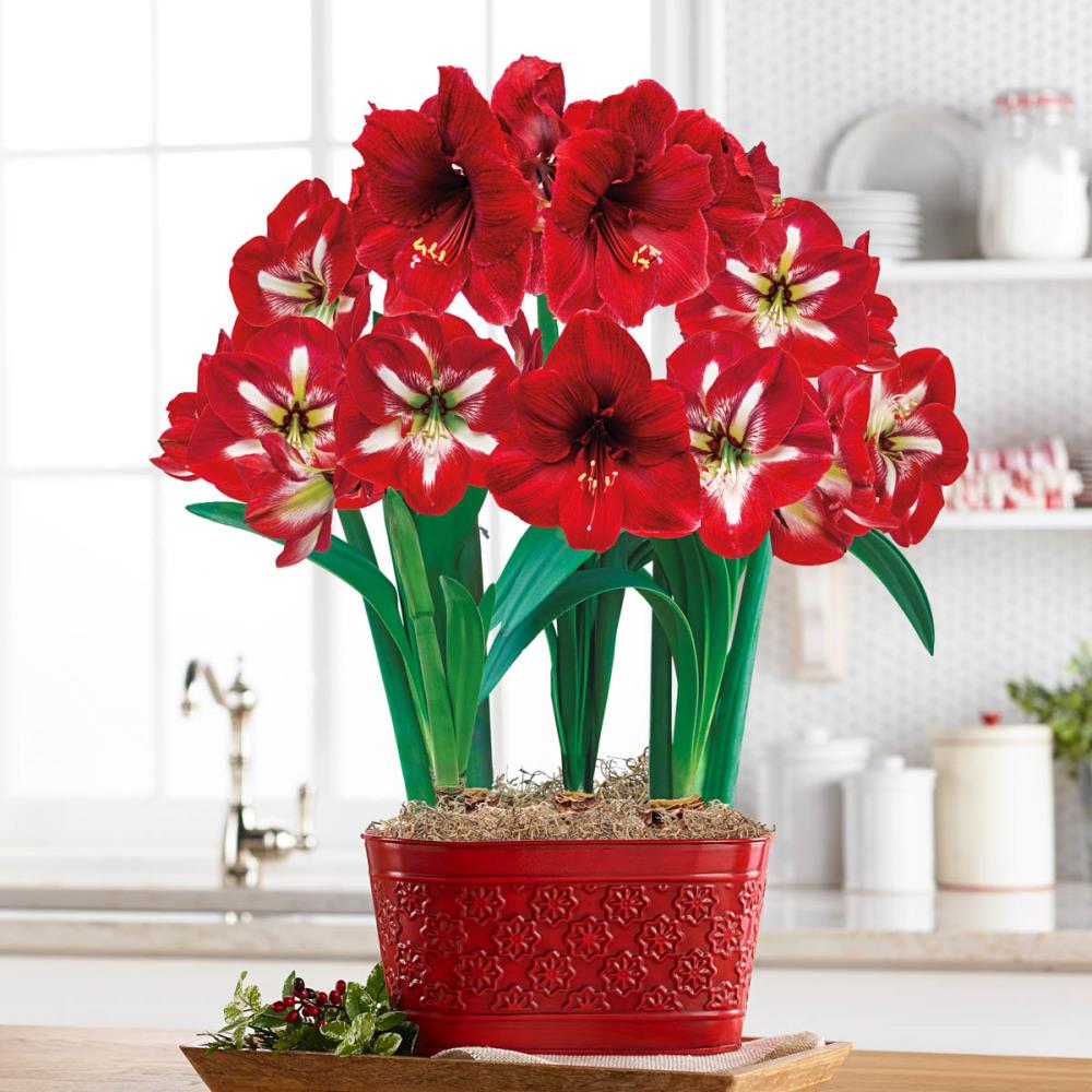 Breck's 76293 Multicolor Rudolph's Delight Amaryllis Triple Gift Set House Plant in 11.5-in Pot 3-Pack