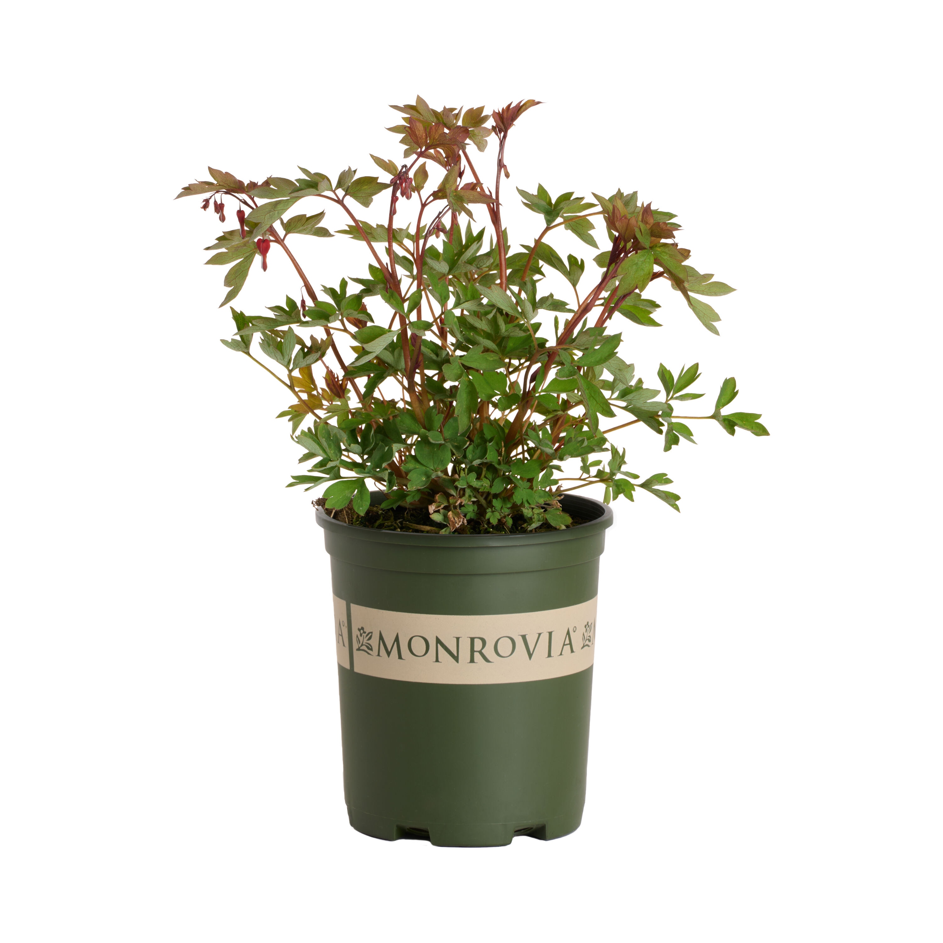 Monrovia 2.6 -Quart Red Bleeding Heart Valentine 1 -Pack - Low Maintenance