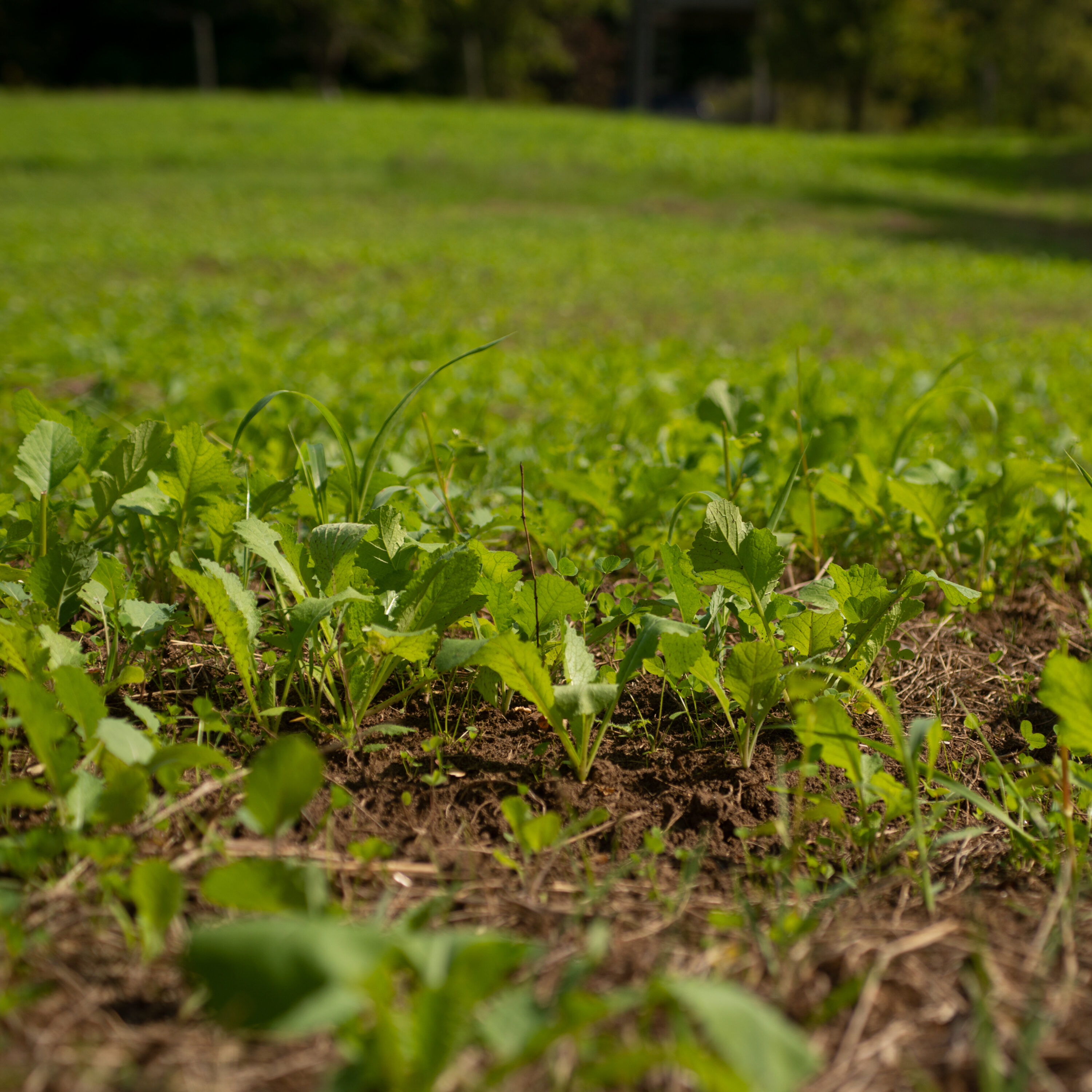 Pennington 2149628151 Grass-Seed - View #4