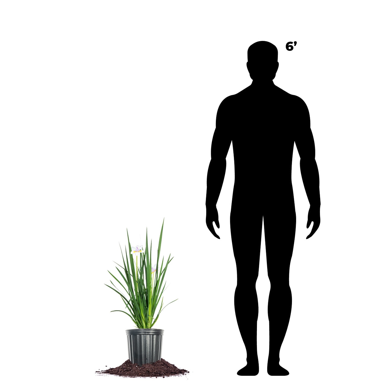 Perfect Plants LOWHITEAFRICANIRIS1G perennials - View #4