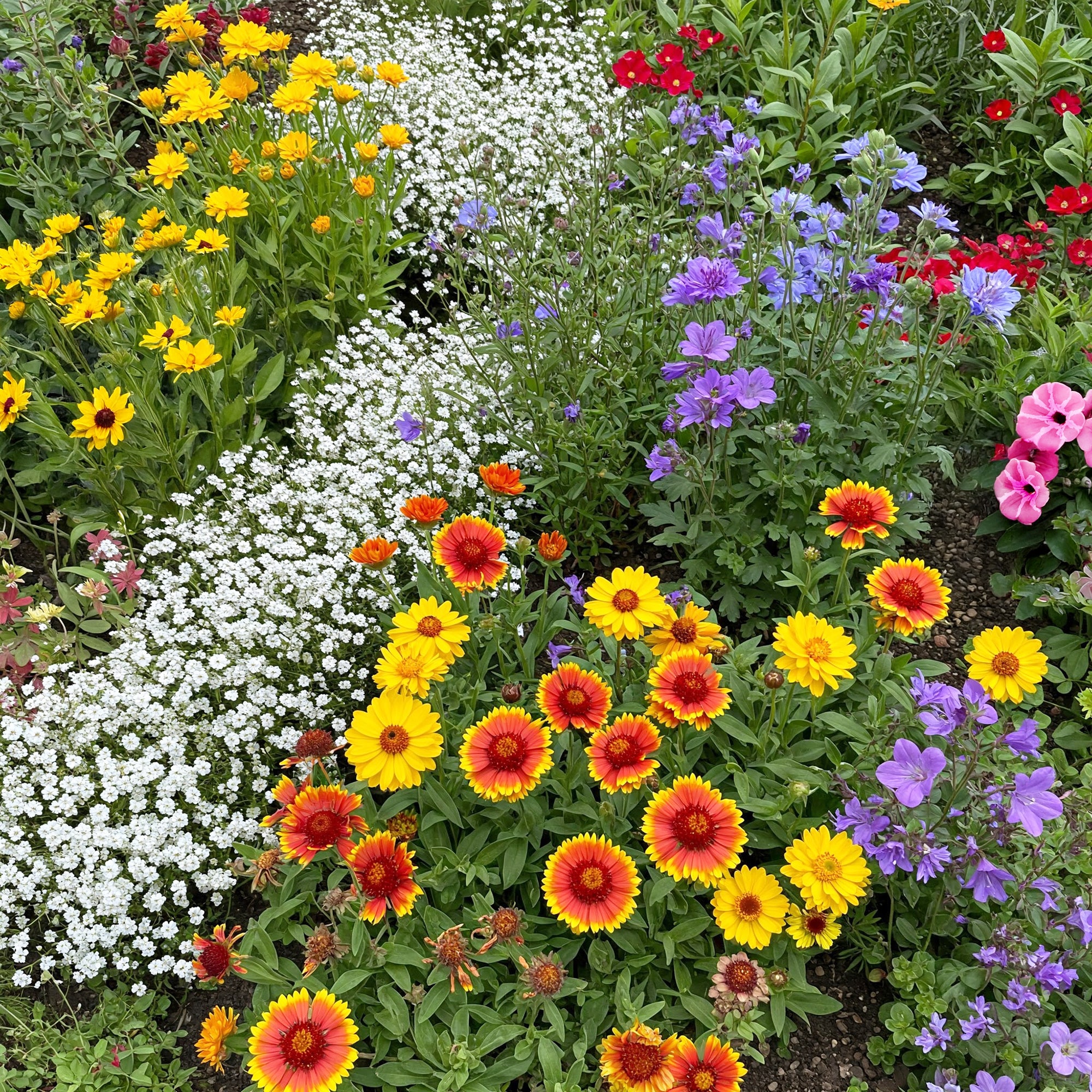 Ferry-Morse - Rocky Mountain Mix Bulk Wildflower Seeds 1lb