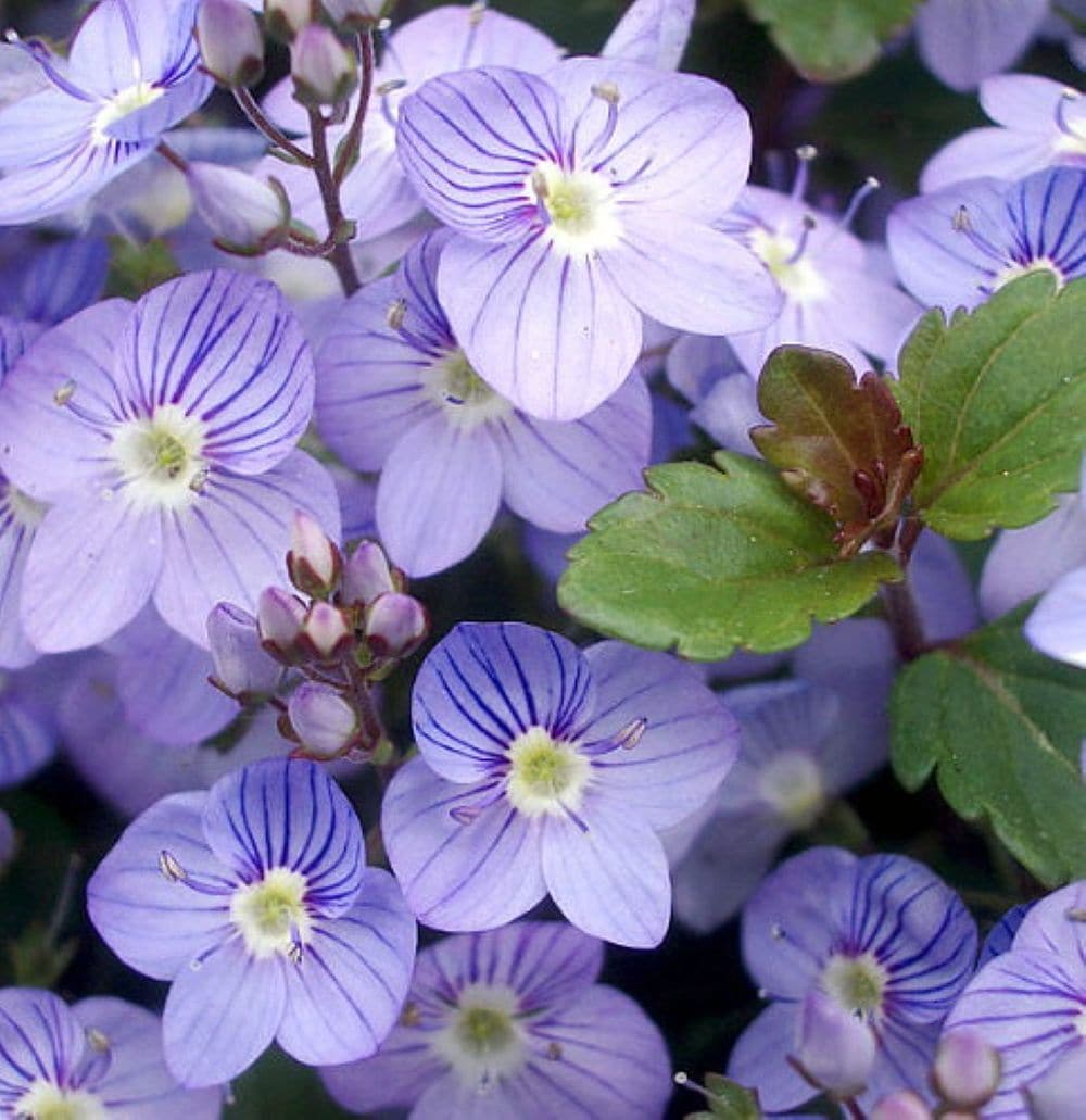 Hirt's Gardens - Waterperry Blue Veronica - Creeping Speedwell - Quart Pot - Live Plant
