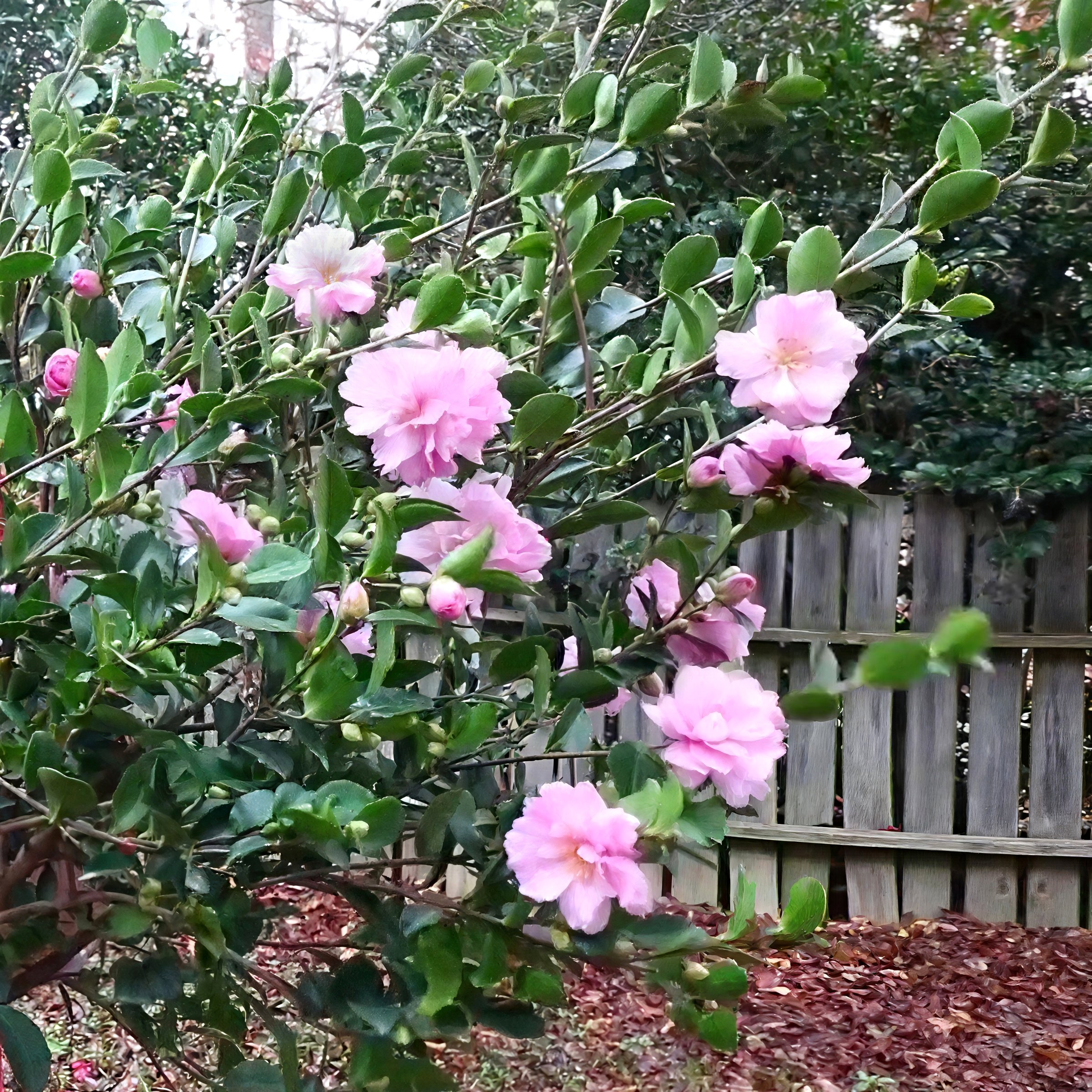 National Plant Network LW2831 shrubs - View #6