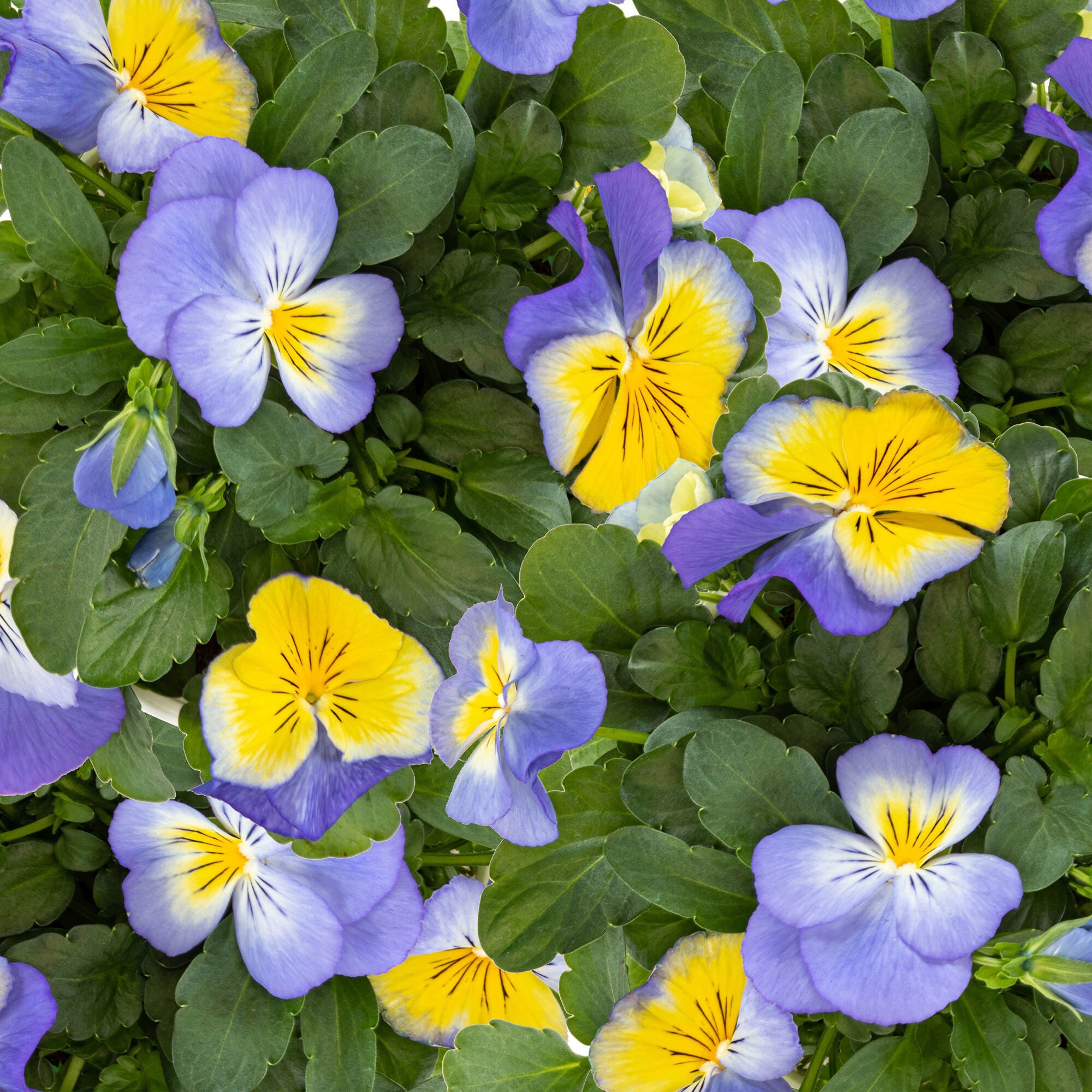 Miracle-Gro 203119 annuals - View #4