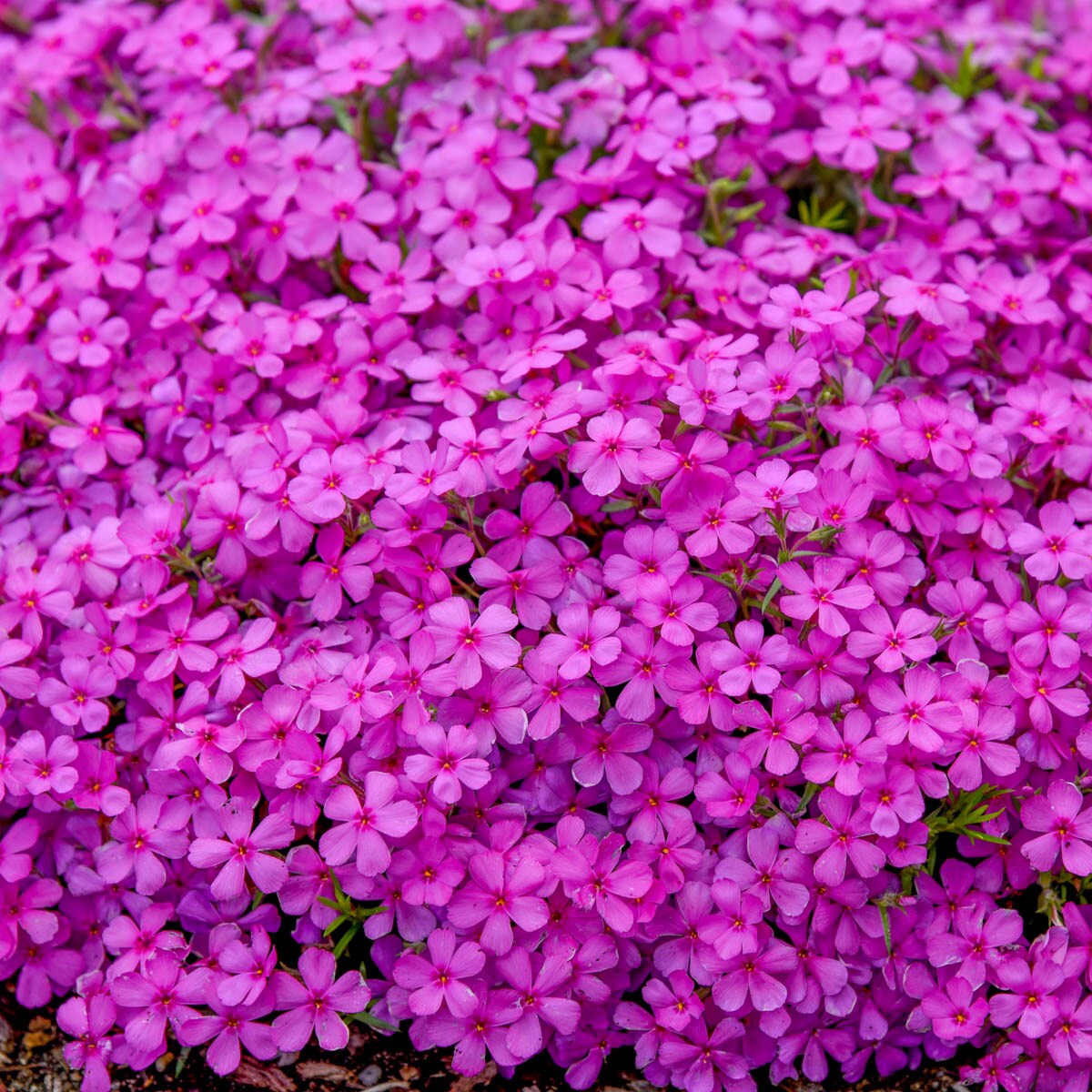 Breck's 90201 perennials - View #3