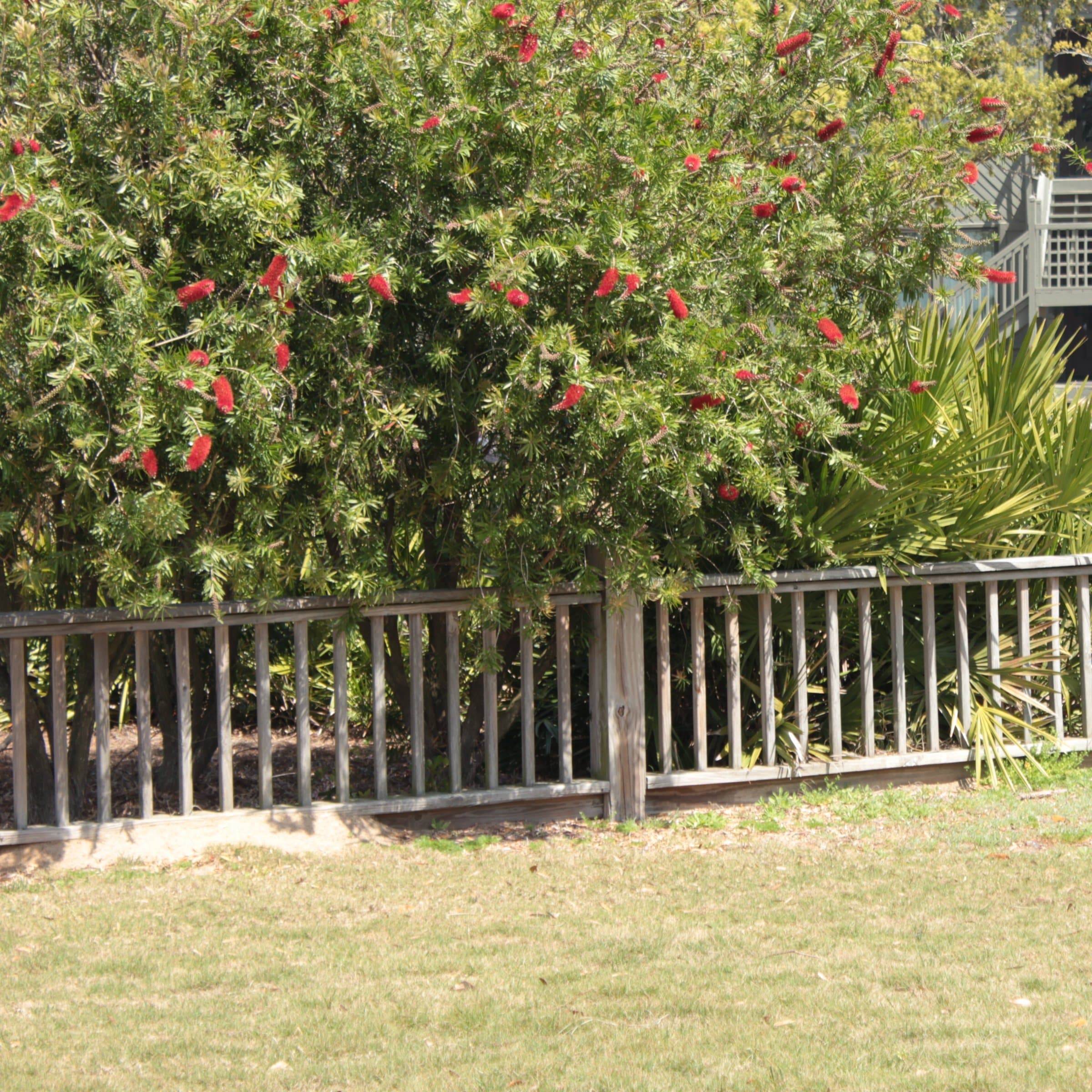 National Plant Network LW2708 shrubs - View #3