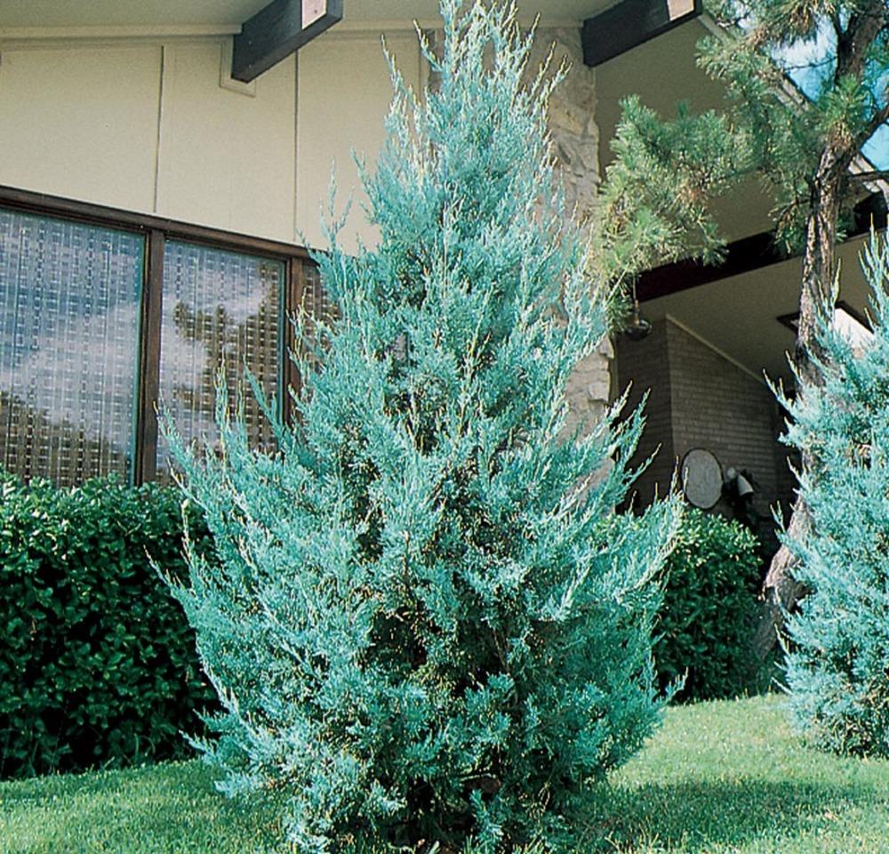 wichita blue juniper
