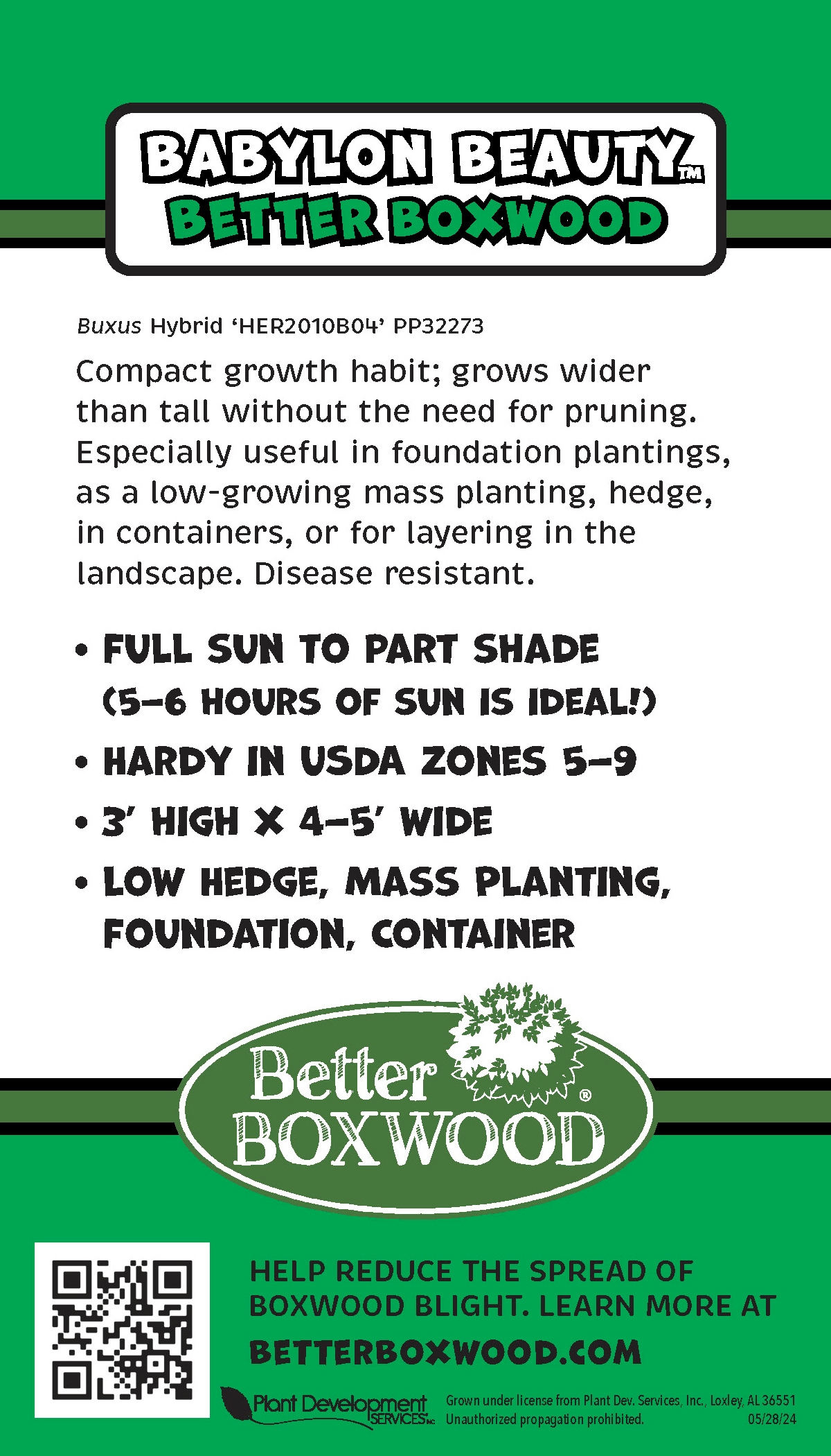 Better BOXWOOD 9067Q-1 shrubs - View #8