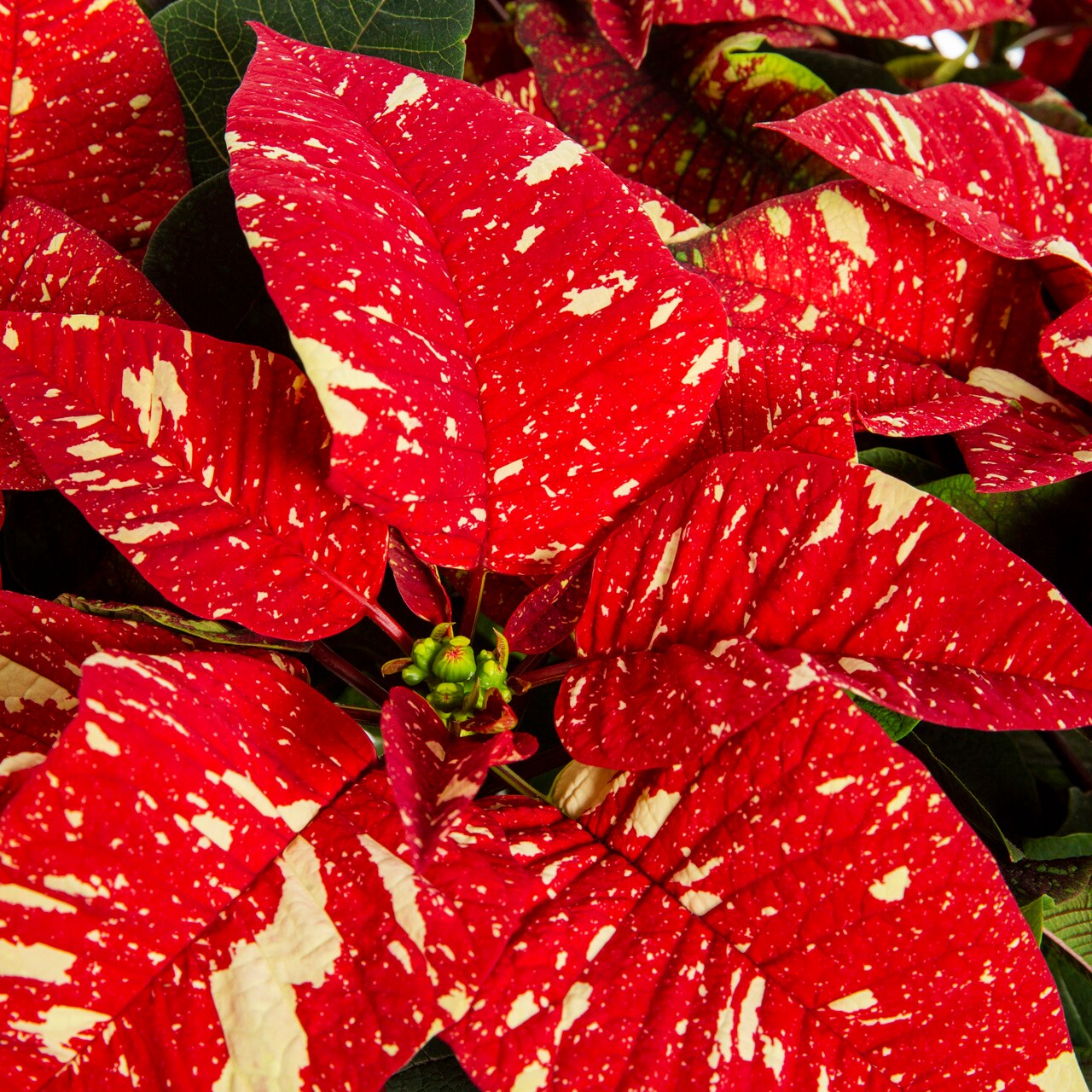 Lowe's 5340067 Fresh-Cut-Christmas-Decorations - View #2