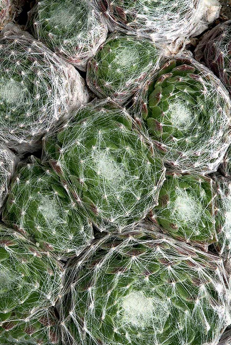 Monrovia 065501 Cobweb Hens and Chicks Sedum in 2.6-Quart Pot