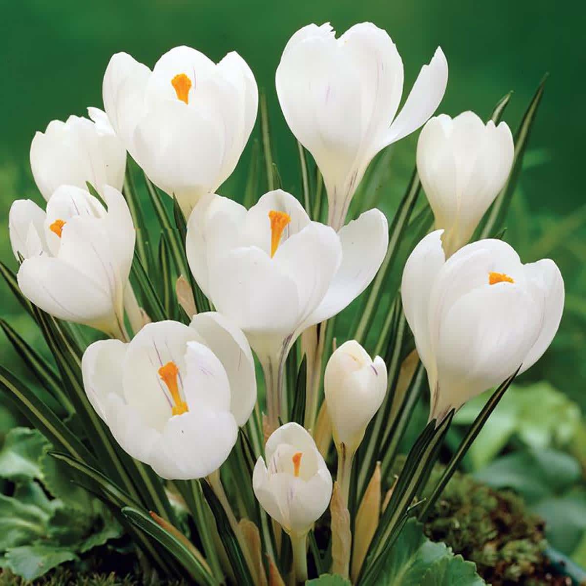 Hirt's Gardens SIMPLE JOAN OF ARC CROCUS Joan of Arc Giant Crocus 12 Bulbs - Early Blooming - 8/9cm
