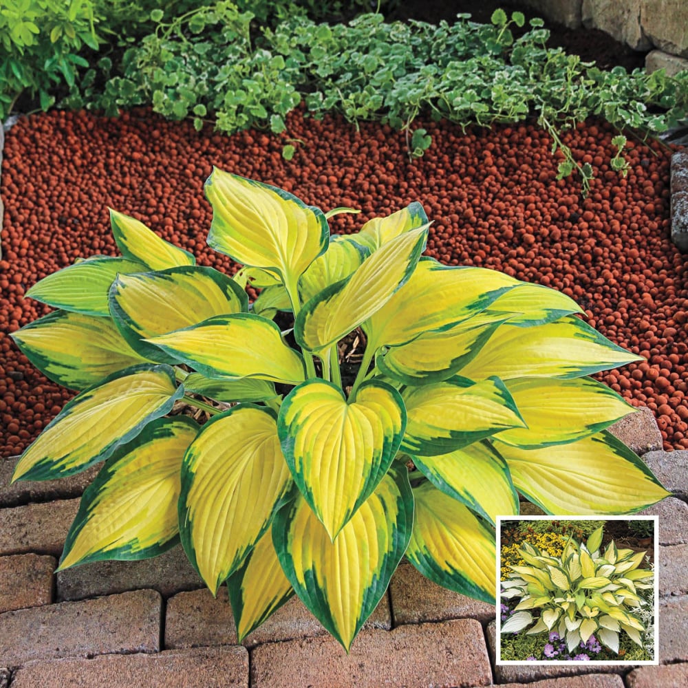 Spring Hill Nurseries 93905 White Flowering Orange Marmelade Hosta Plant Plant in 1 -Pack Bareroot 1 -Pack
