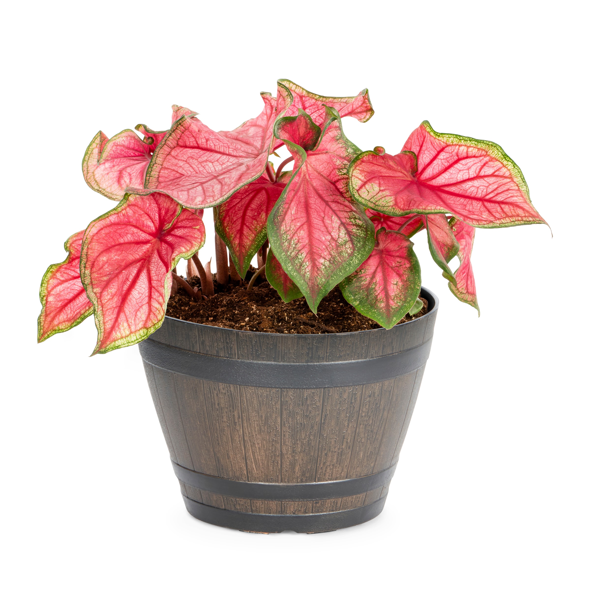 Lowe's 1944823 White Caladium elephant in 2.5 Gallon(s) Planter 3 -Pack