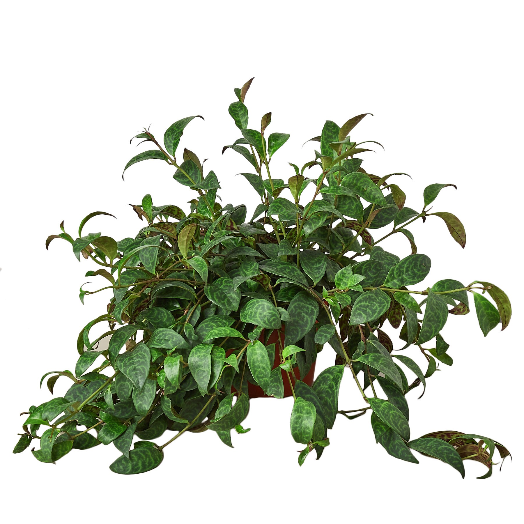 house plant shop
