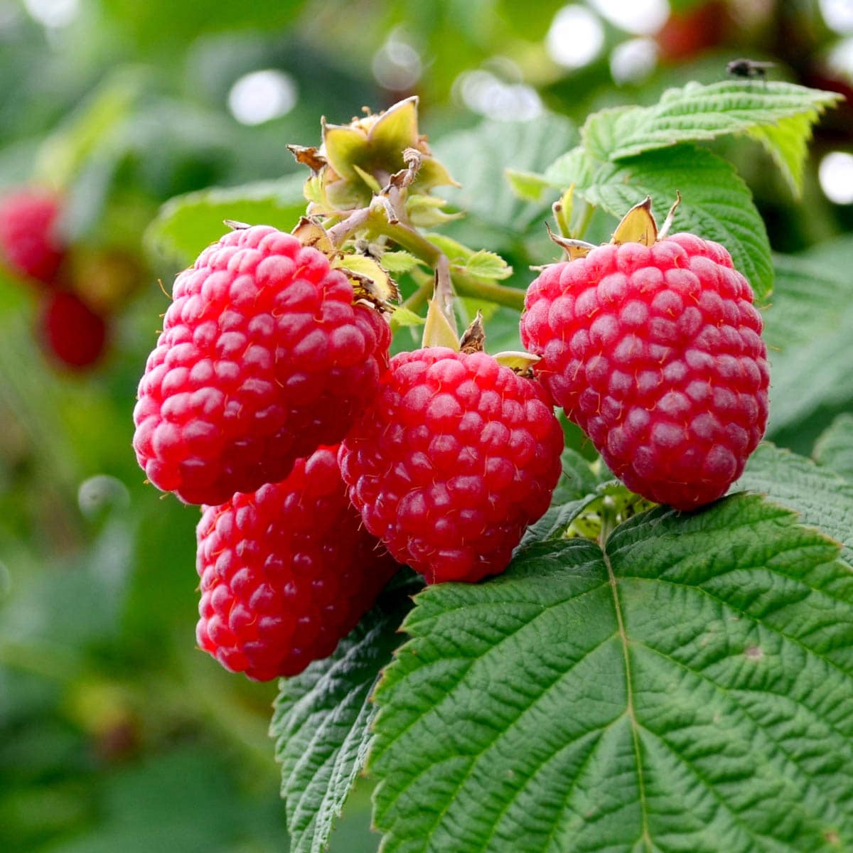 Gardens Alive! Raspberry Plant Pot Blooms in Spring in the Fruit Plants ...