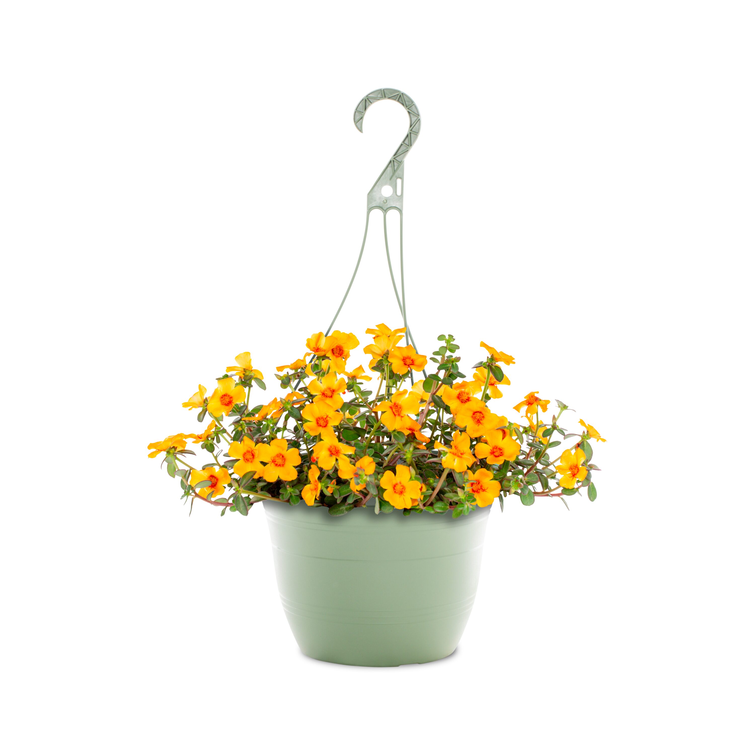 1.5 Gallon(s) Yellow Portulaca Hanging Basket 1 -Pack - Low Maintenance