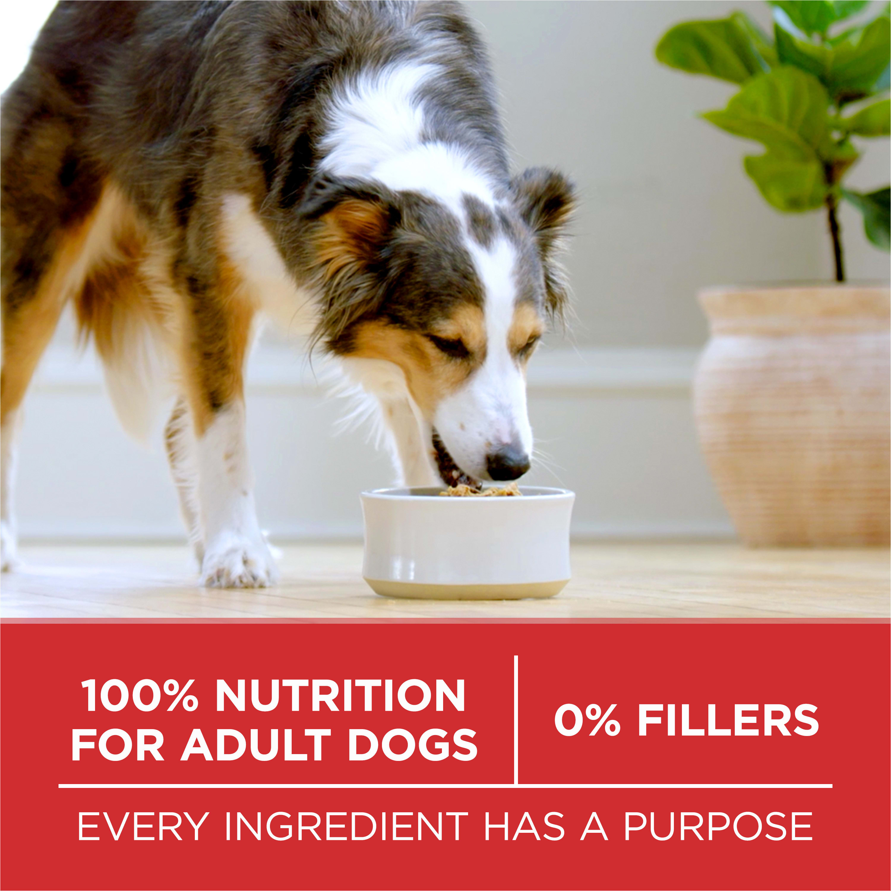 Purina ONE 001780016746 Wet-Dog-Food - View #7