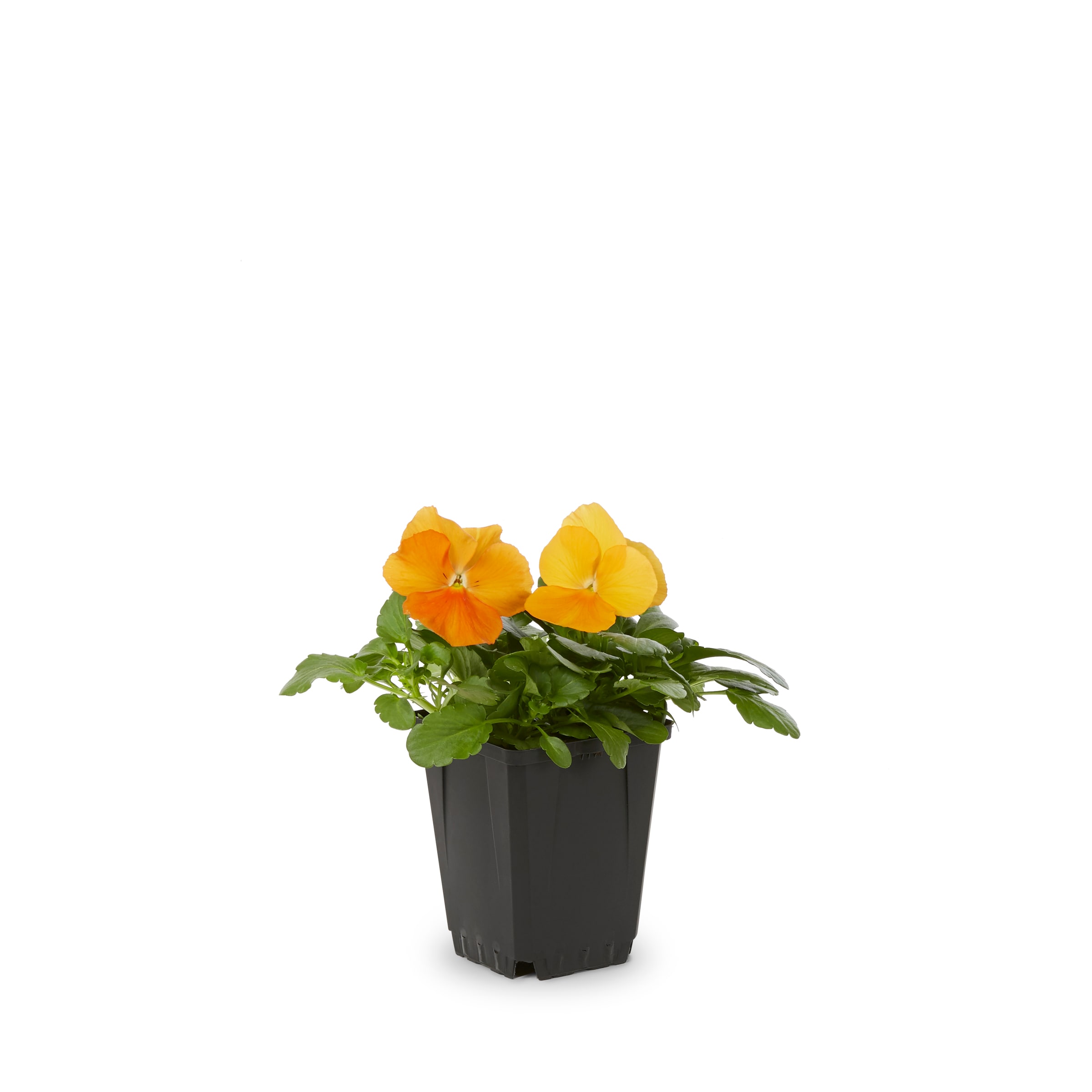Lowe's NURSERY annuals - View #3