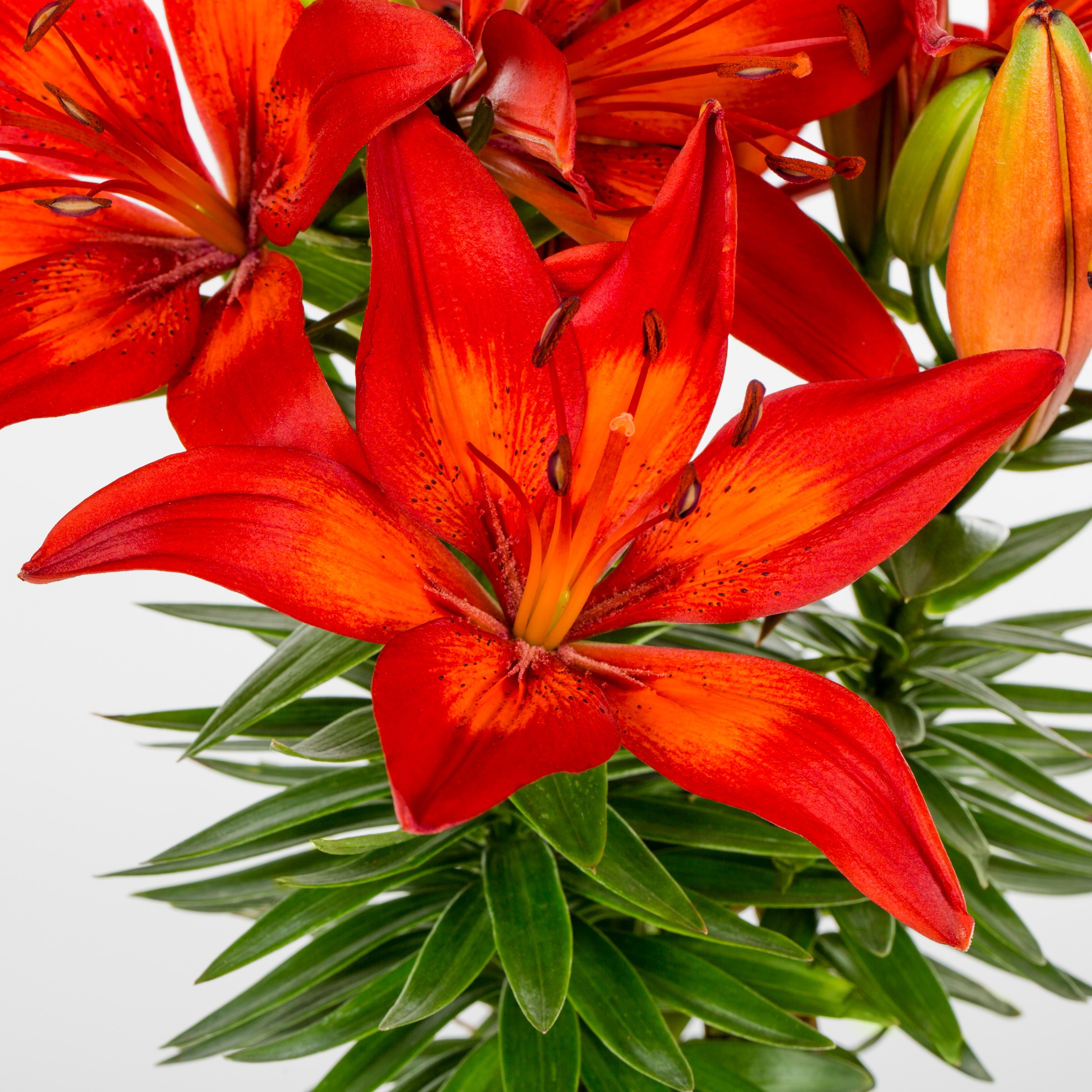 Lowe's 5475505 annuals - View #5