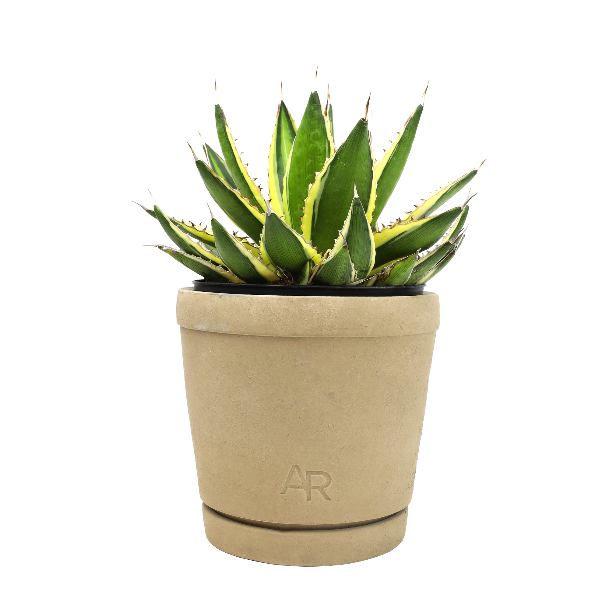 Altman Plants 0872982 Cacti-Succulents - View #8