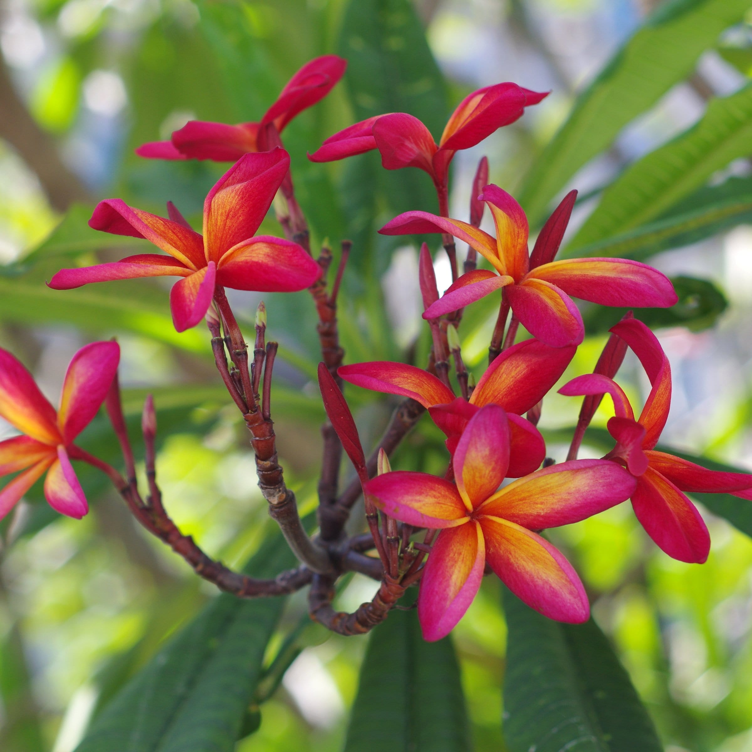 National Plant Network LW2563 Multicolor Plumeria Starfish in 1 Gallon(s) Pot 1 -Pack