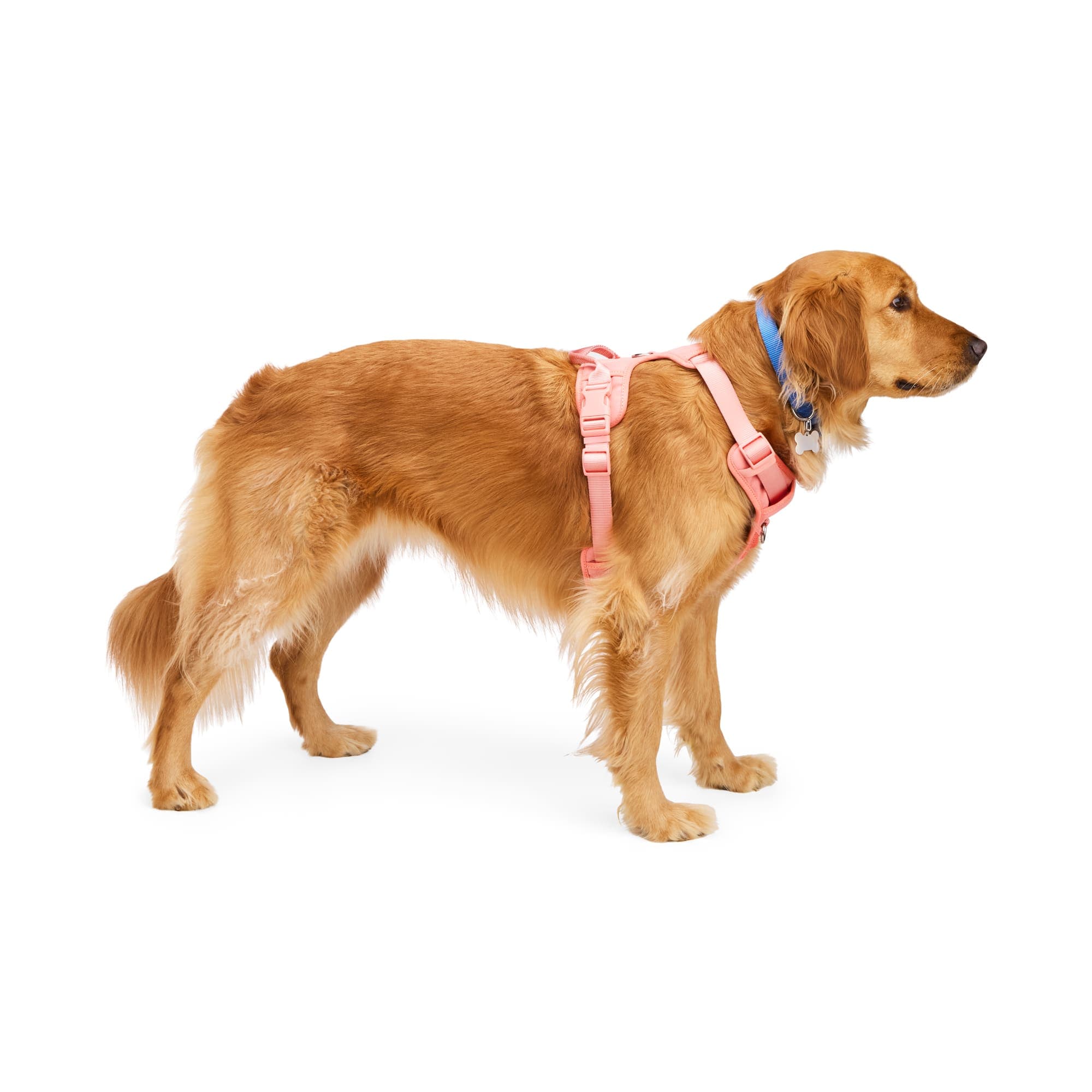 EveryYay 3877481 Dog-Collars-Harnesses - View #2