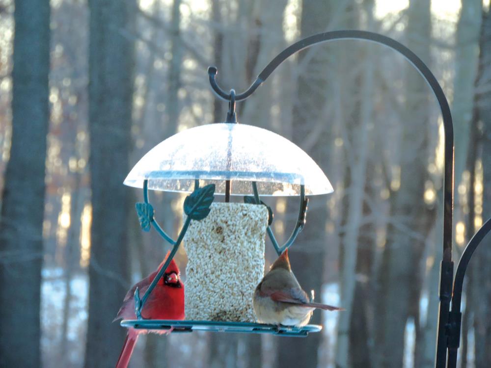 Birds Choice Hanging Seed Cylinder Bird Feeder