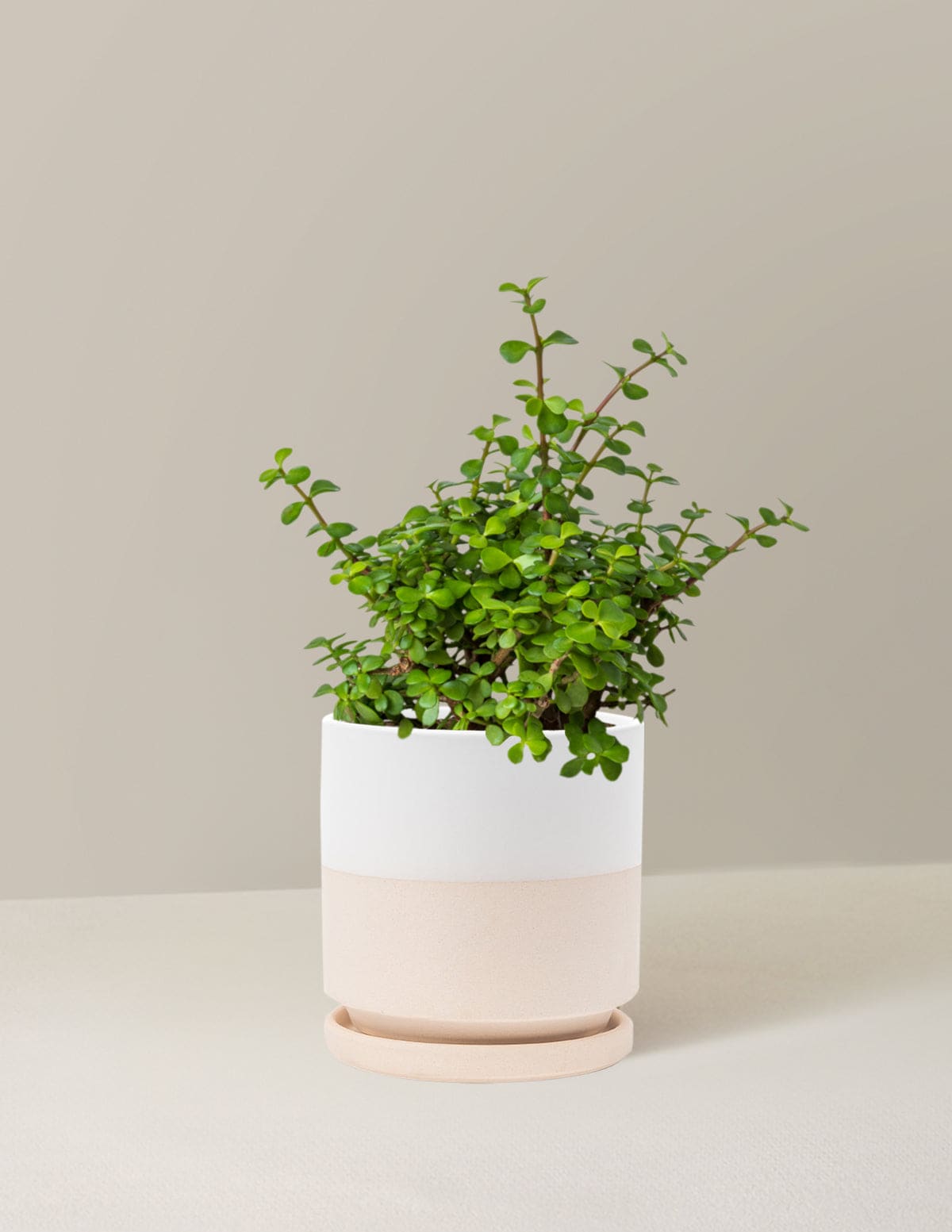 Elephant Insect The Sill Elephant Bush Prosperity Plant - Top White Isabella Porcelain ...