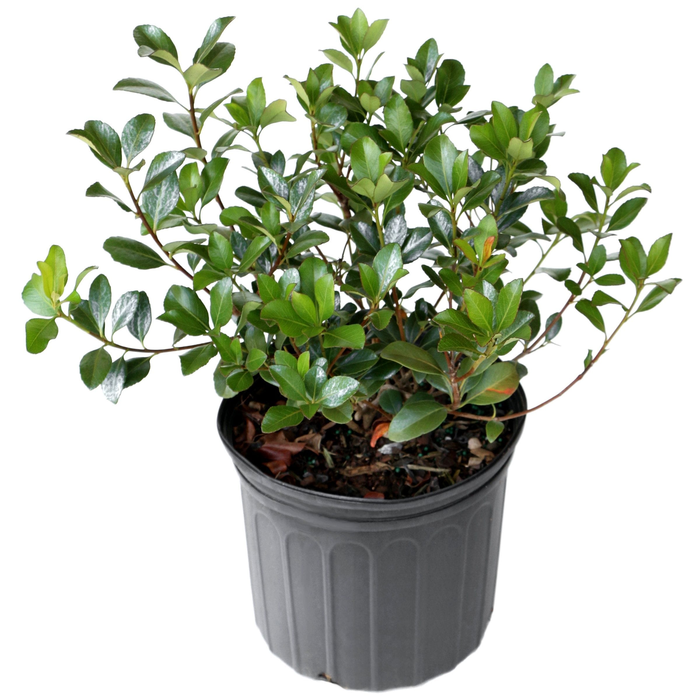 National Plant Network LW7775 Indian Hawthorn 'Oriental Pearl' Foundation/Hedge Shrub in 2.25 -Gallon Pot with White Blooms