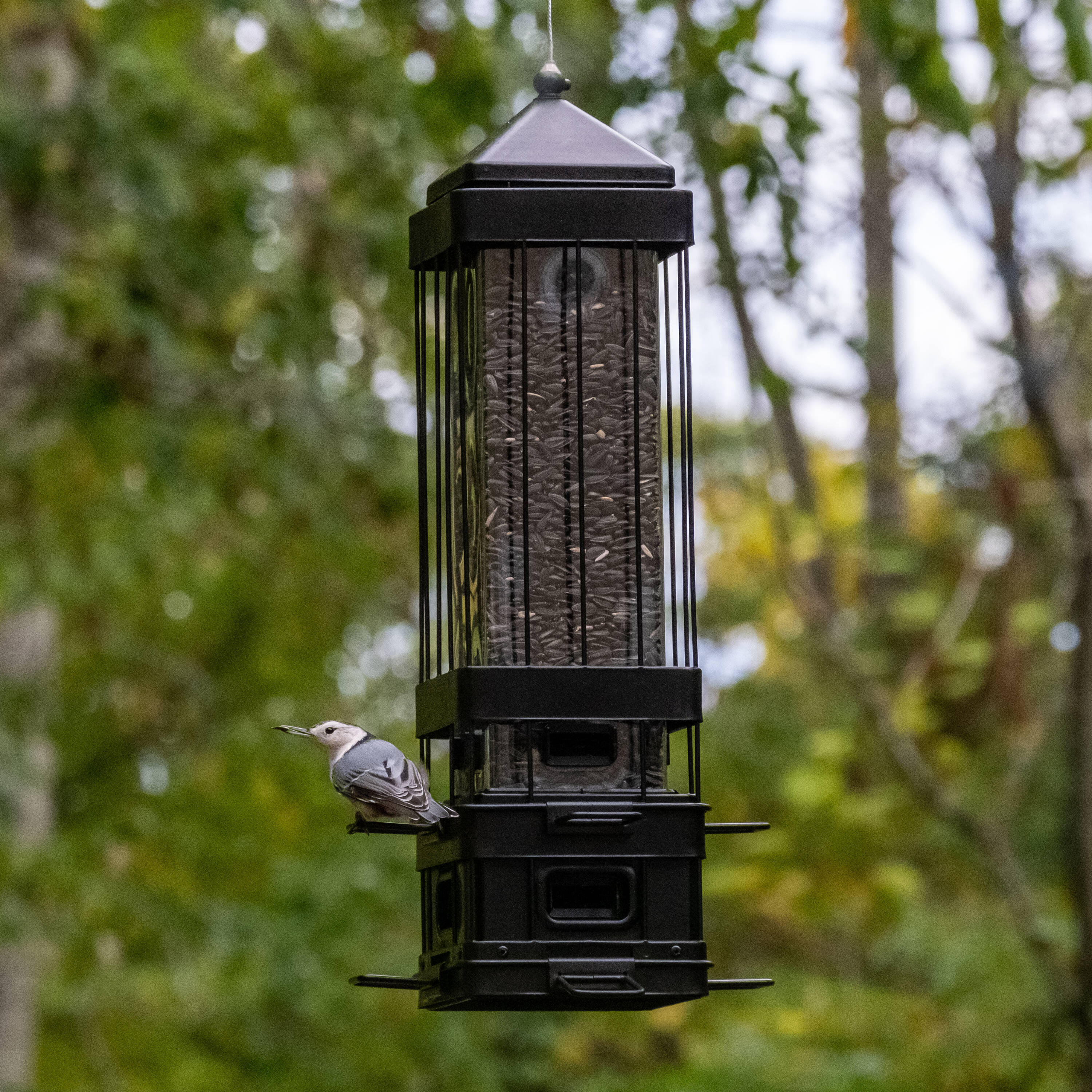 Black Metal and Plastic Hanging Squirrel-Resistant Bird Feeder