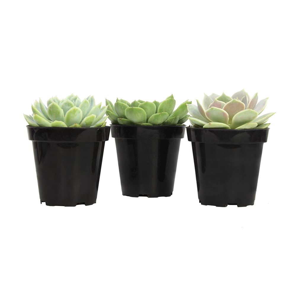 Altman Plants 0881005 Cacti-Succulents - View #2