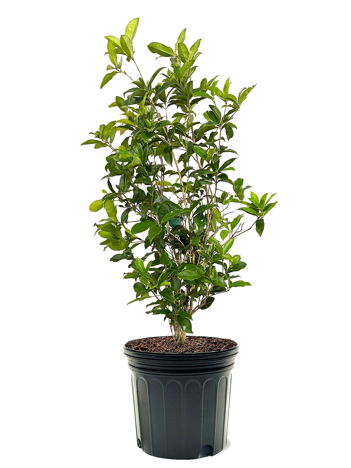National Plant Network 1-Gallon White Fruit Olive Tree In Pot