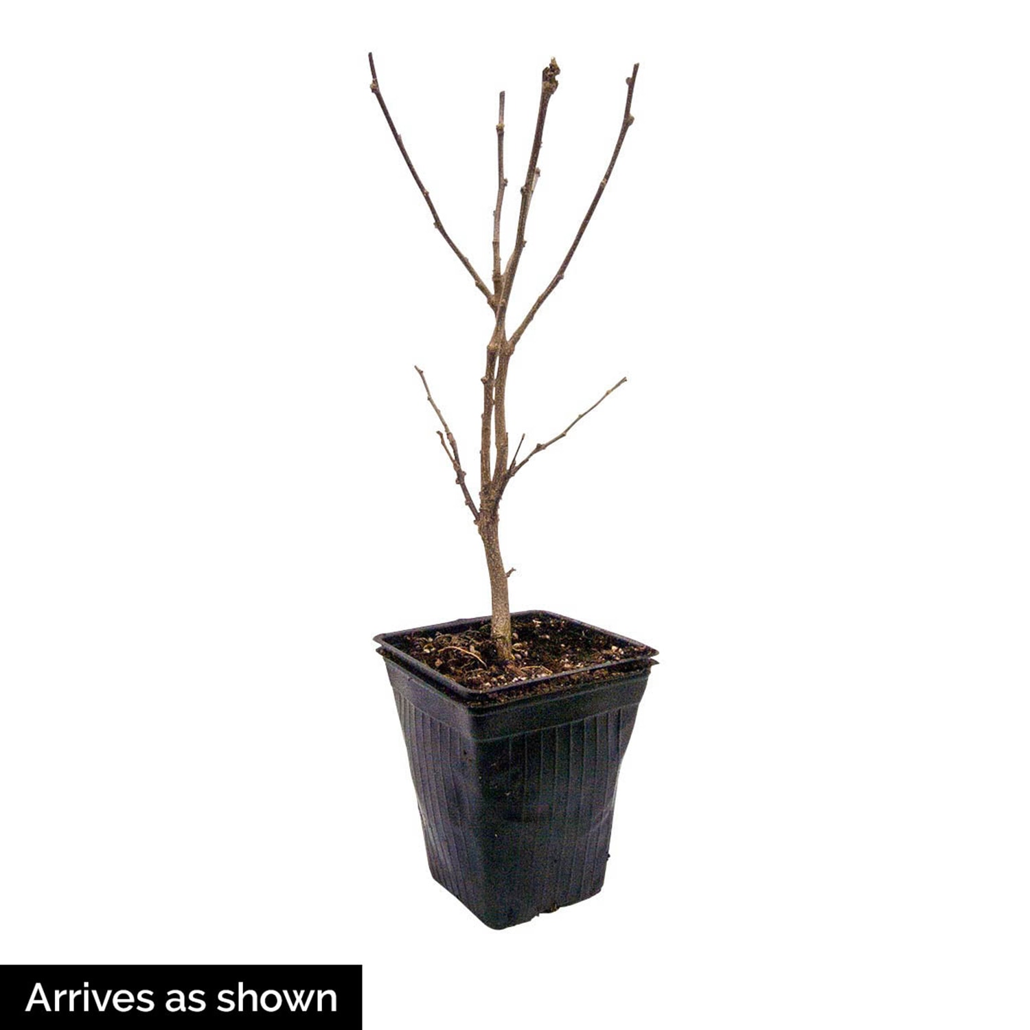 Gurney's Seed and Nursery 88979 shrubs - View #4