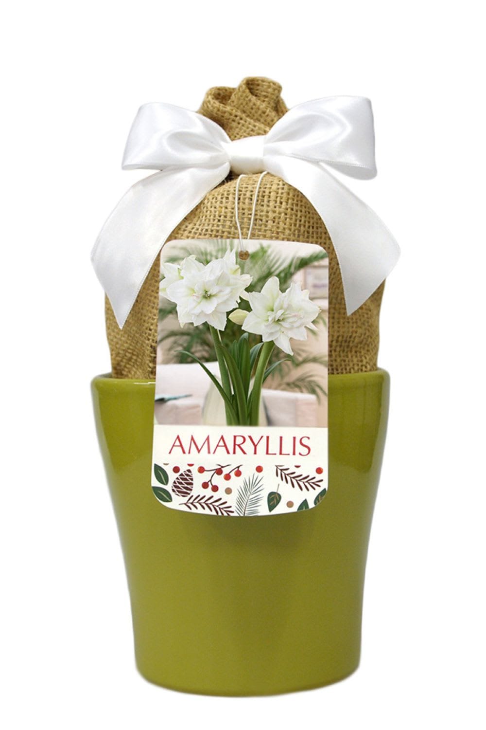 Hirt's Gardens 840344207464 White Nymph Amaryllis Kit - Large Bulb/Green Ceramic Vase/Planting Medium