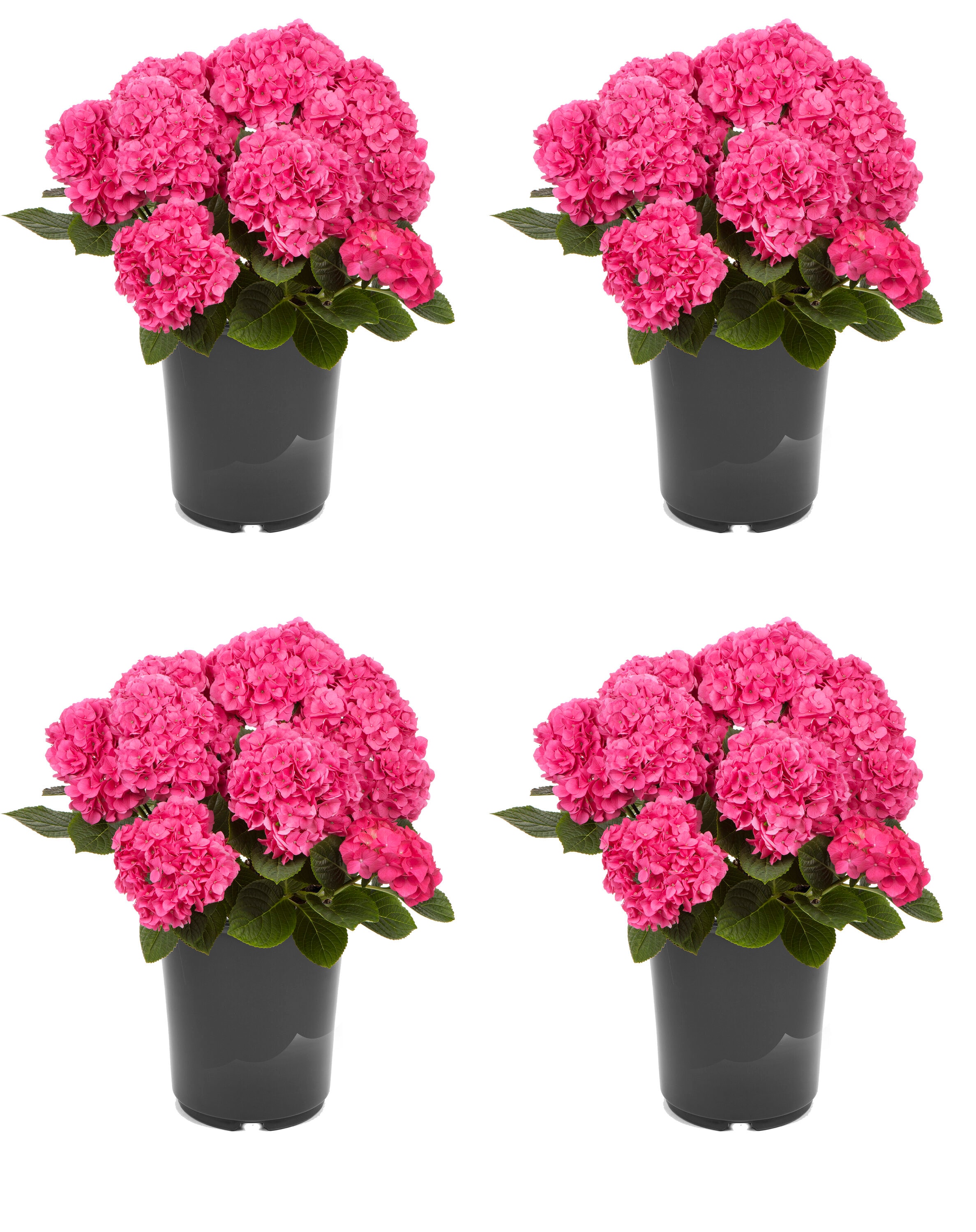  3078 Hydrangea macrophylla 'Hi Horizon Pink' Flowering Shrub in 2.5 -Quart Pot 4 -Pack with Pink Blooms