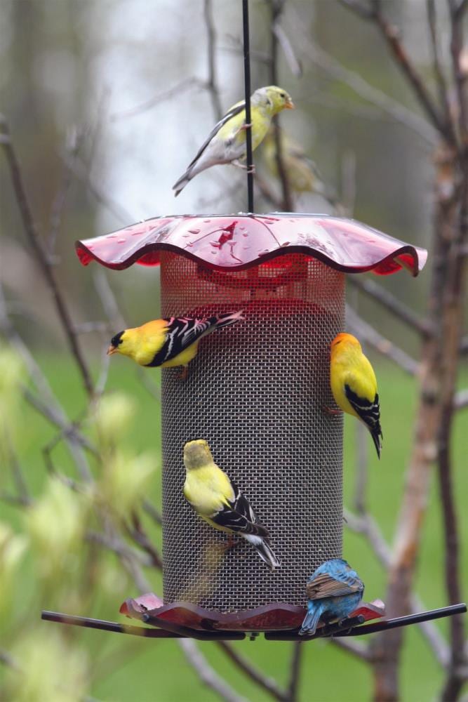 BIRDS CHOICE FF114 Bird-Feeders - View #5