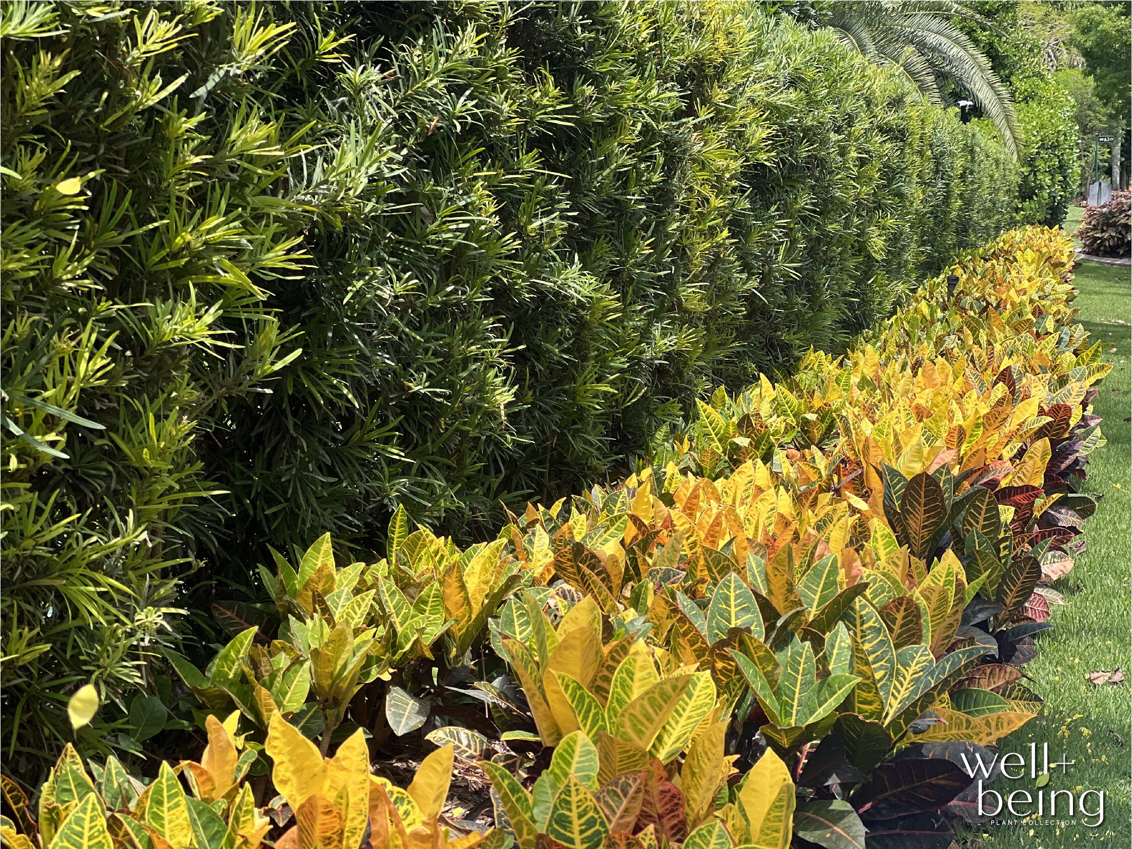  5800 shrubs - View #3